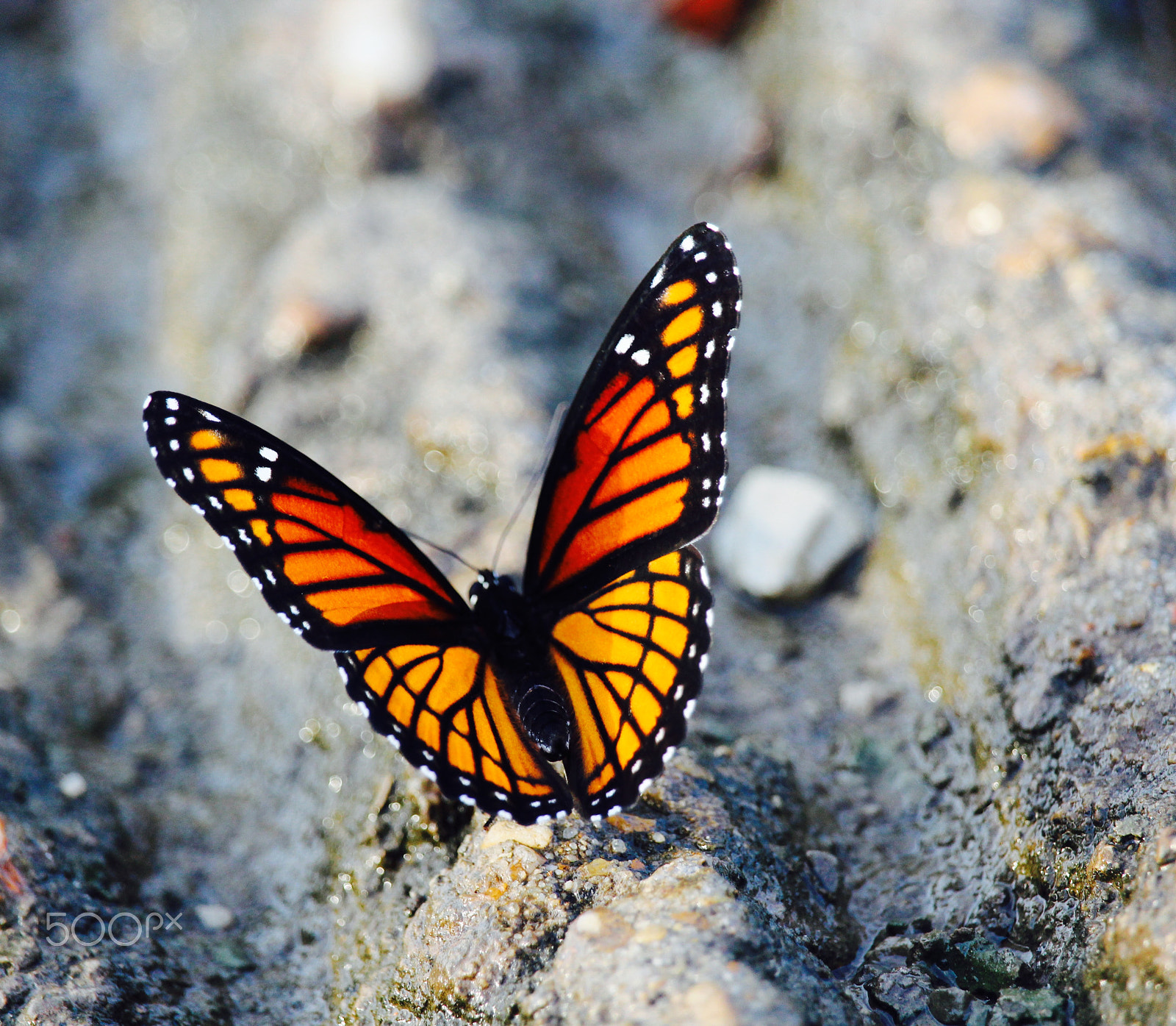 Canon EF-S 55-250mm F4-5.6 IS STM sample photo. Spread your wings photography