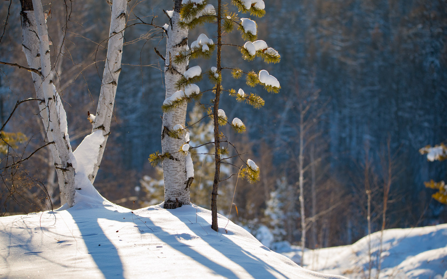Sigma 150-600mm F5-6.3 DG OS HSM | C sample photo. Зима photography