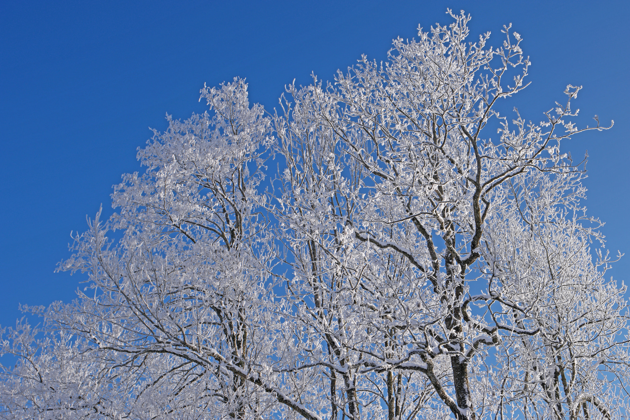 Samsung NX1 + Samsung NX 16-50mm F3.5-5.6 Power Zoom ED OIS sample photo. Winter photography