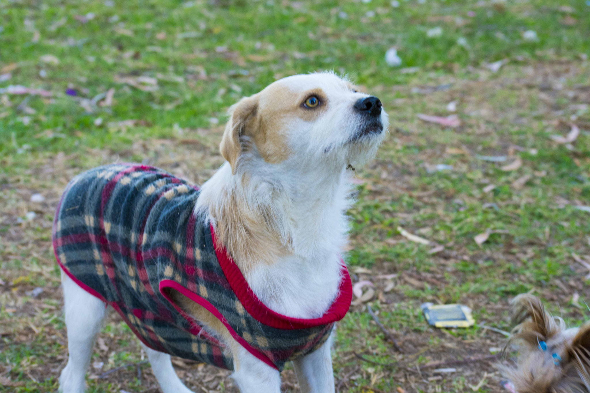 Nikon D3400 sample photo. Friendly dog photography