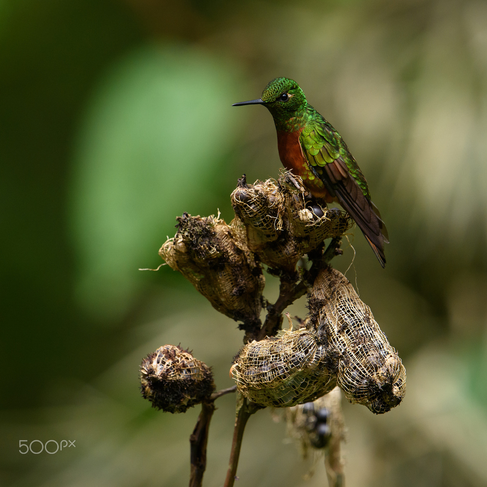 Nikon D810 + Nikon AF-S Nikkor 500mm F4E FL ED VR sample photo. Hummingbird photography