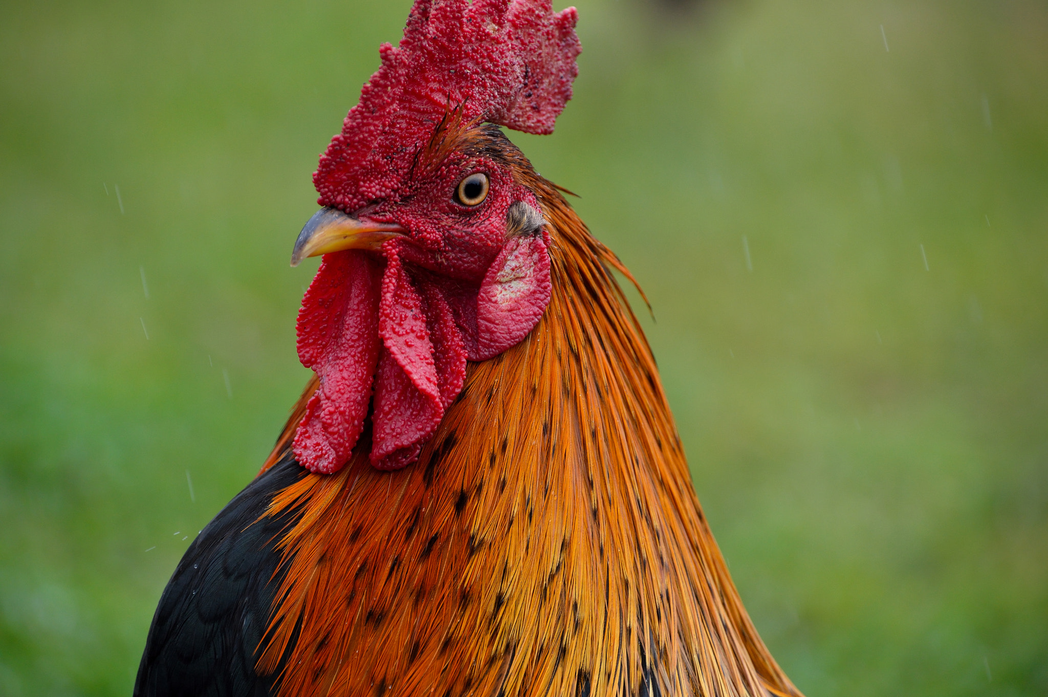 Nikon D3200 sample photo. Kauai rooster photography