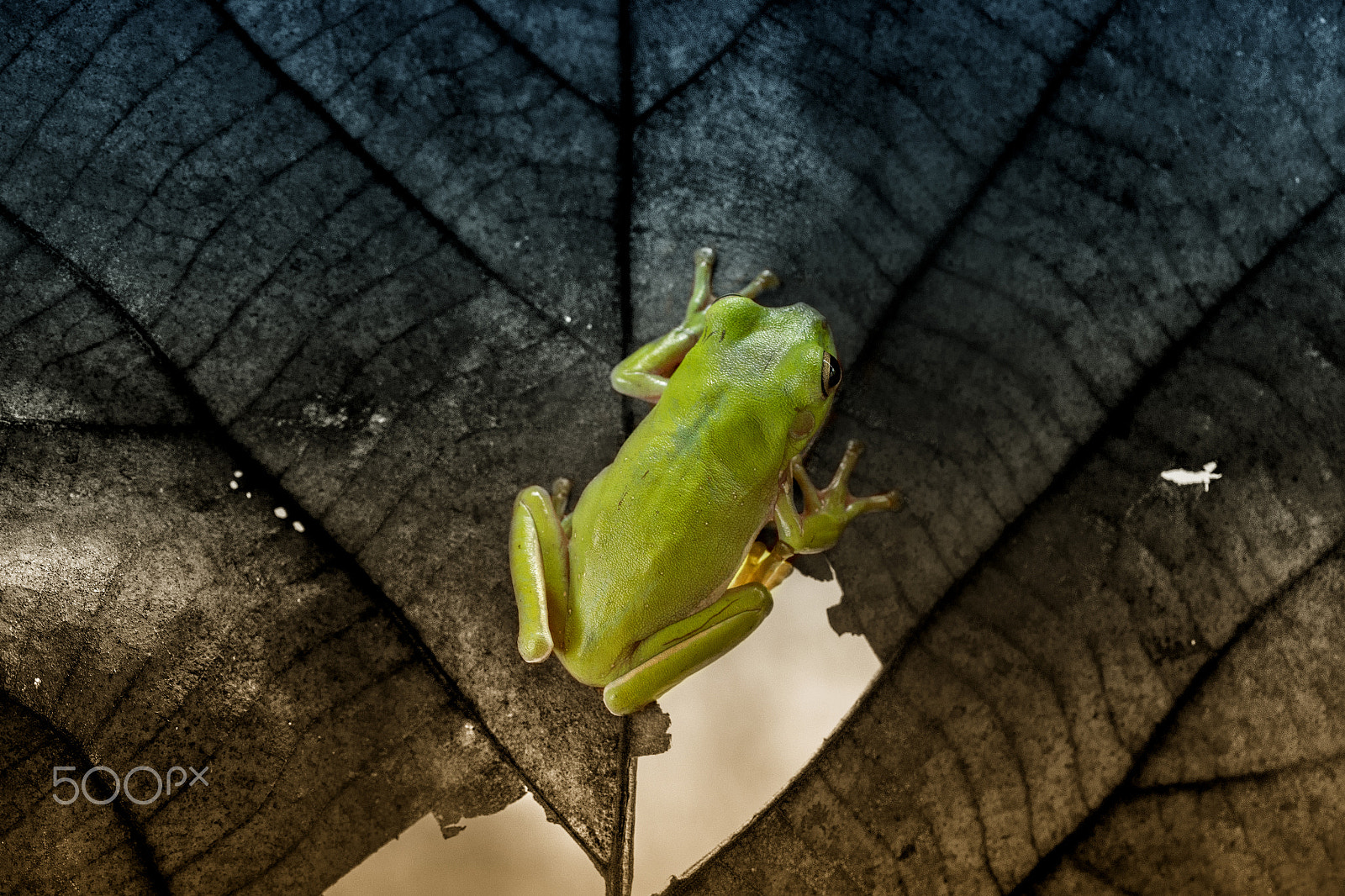 Canon EF 100mm F2.8L Macro IS USM sample photo. Dumpy, frog, dumpy frog, leaf photography