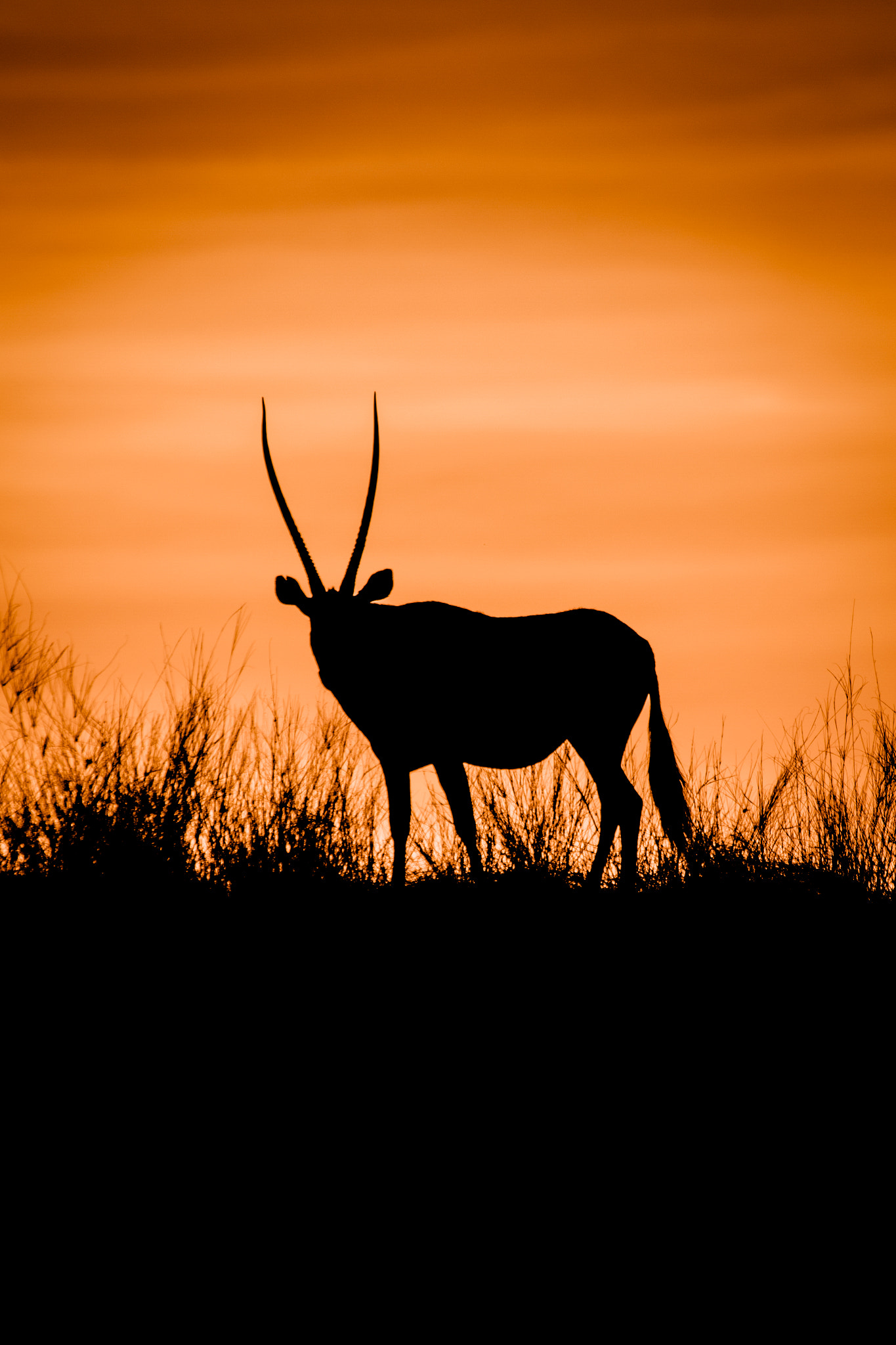 Sigma 150-600mm F5-6.3 DG OS HSM | C sample photo. Silhouette of an oryx photography