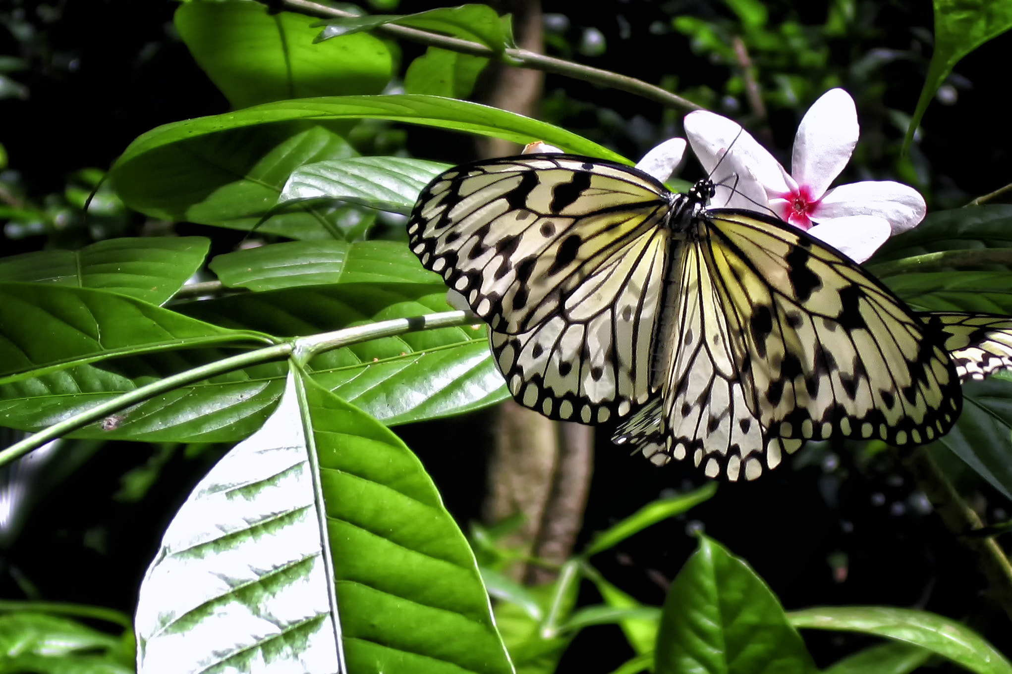 Canon POWERSHOT A520 sample photo. Butterfly photography