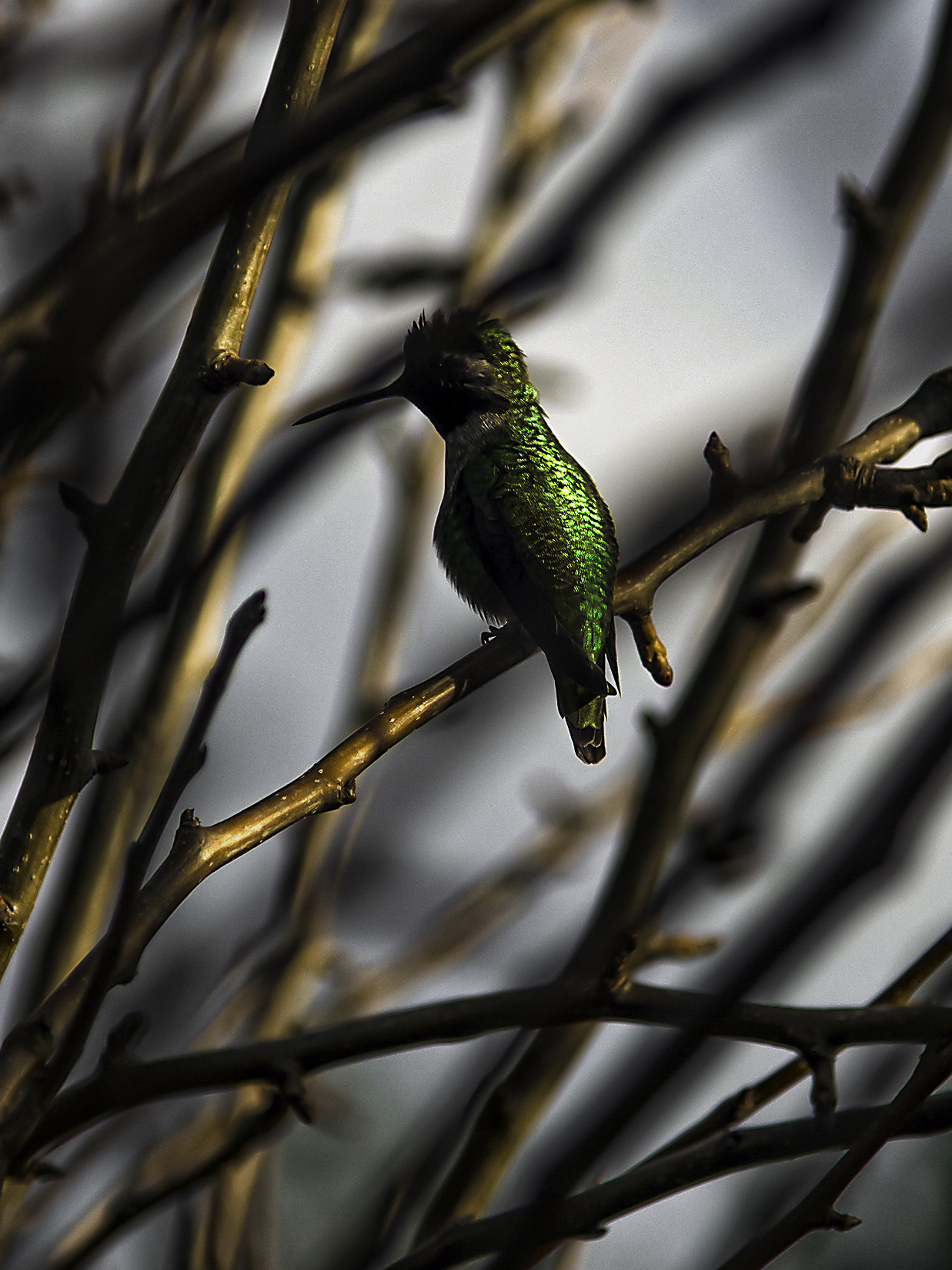 Nikon AF-S Nikkor 24-120mm F4G ED VR sample photo. Backyard humming bird photography