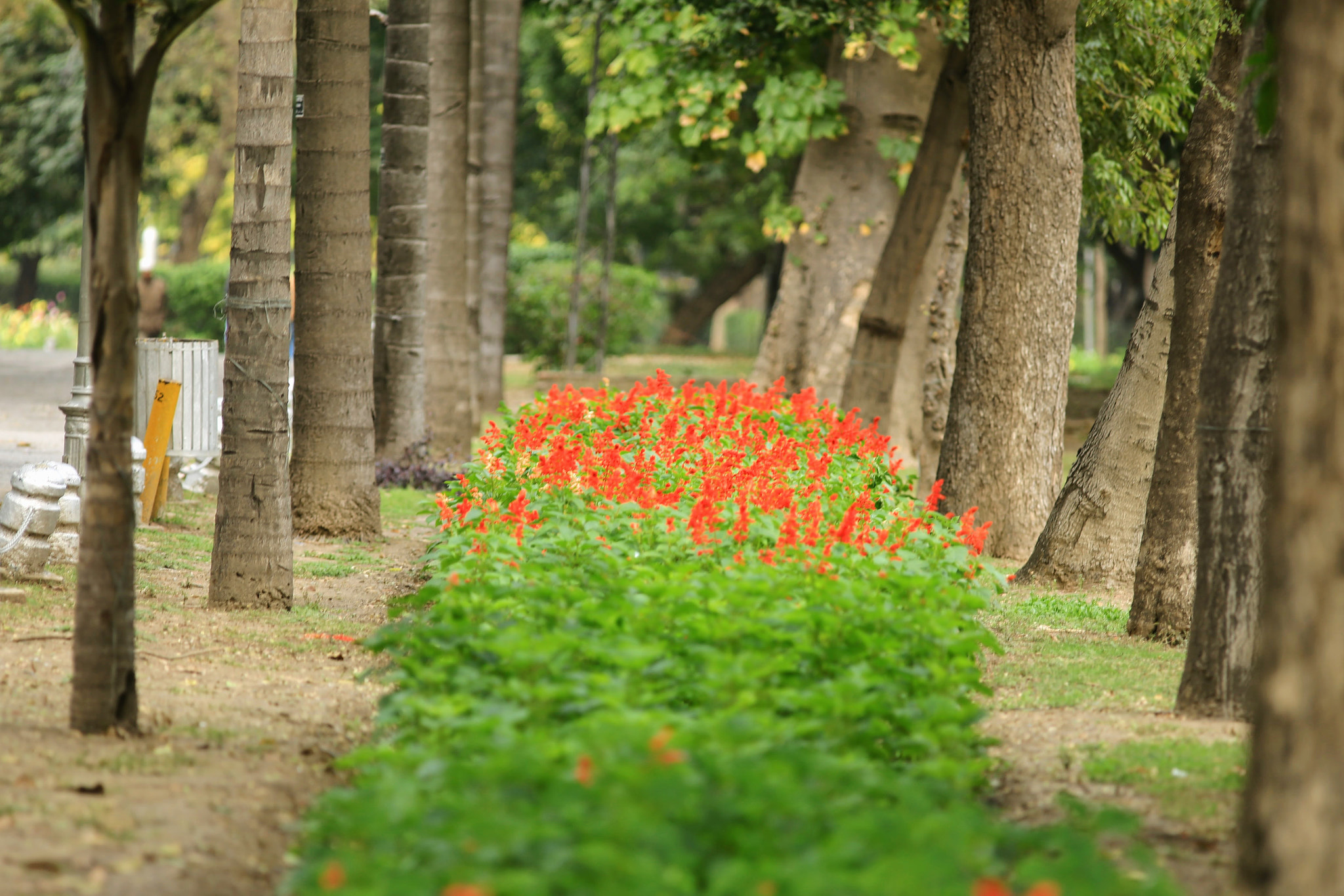 Canon EOS 6D + Canon EF 300mm F4L IS USM sample photo. #pakistan#jinnahgarden photography