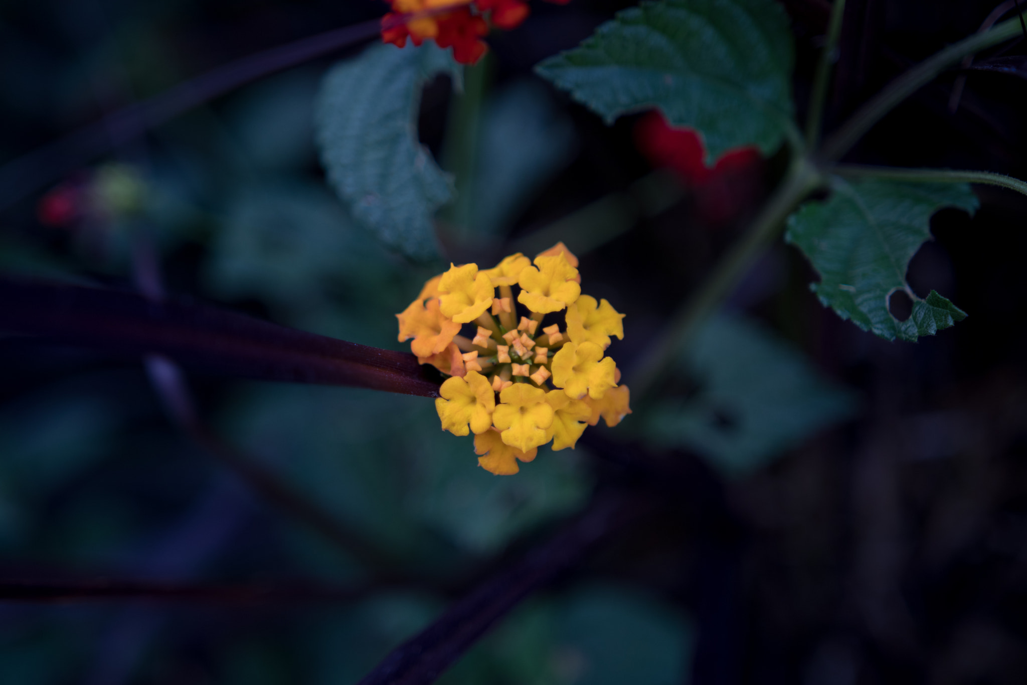 Canon EOS 80D + Sigma 18-35mm f/1.8 DC HSM sample photo. Yellow lantana photography