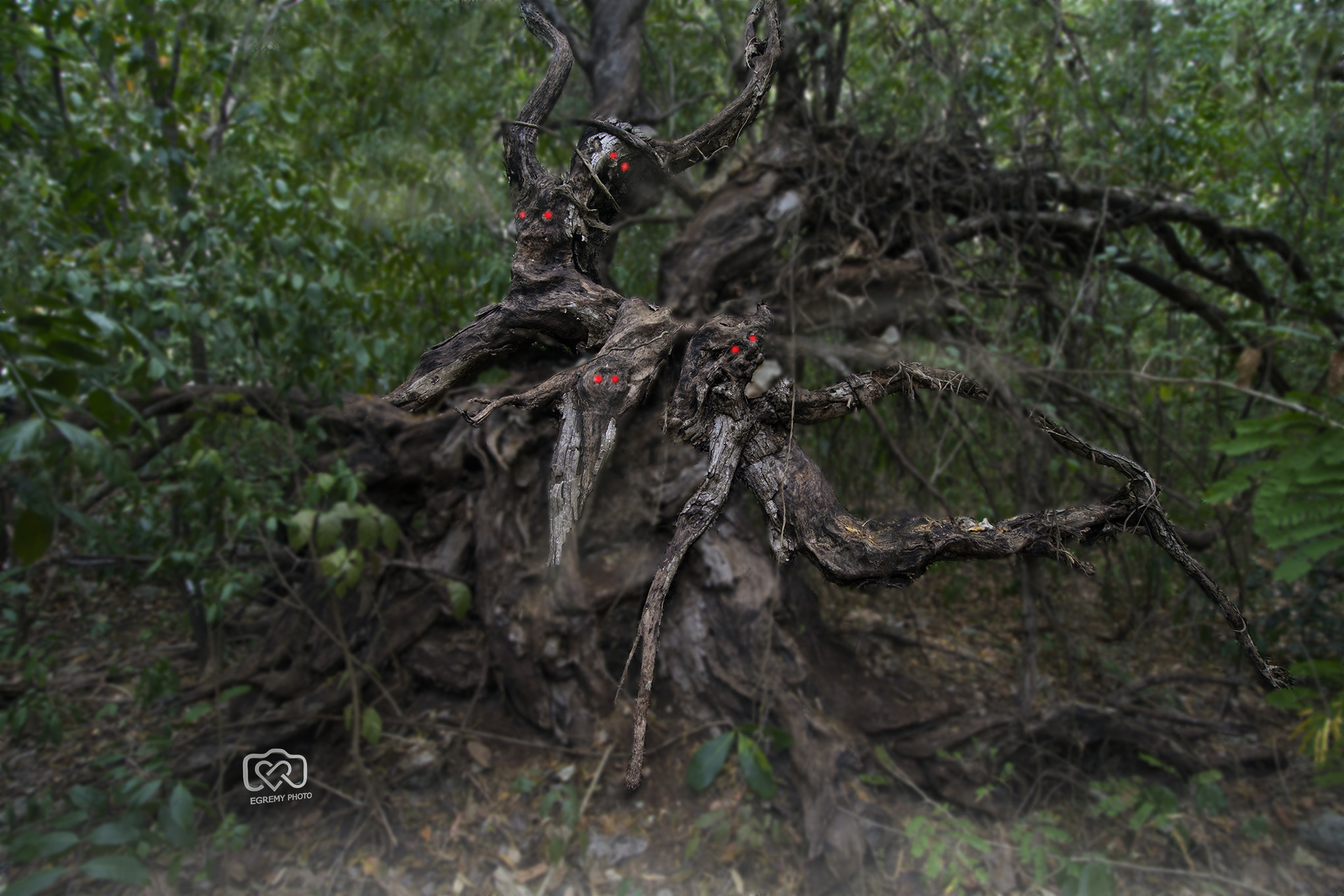 Nikon D7100 sample photo. Magic forest photography