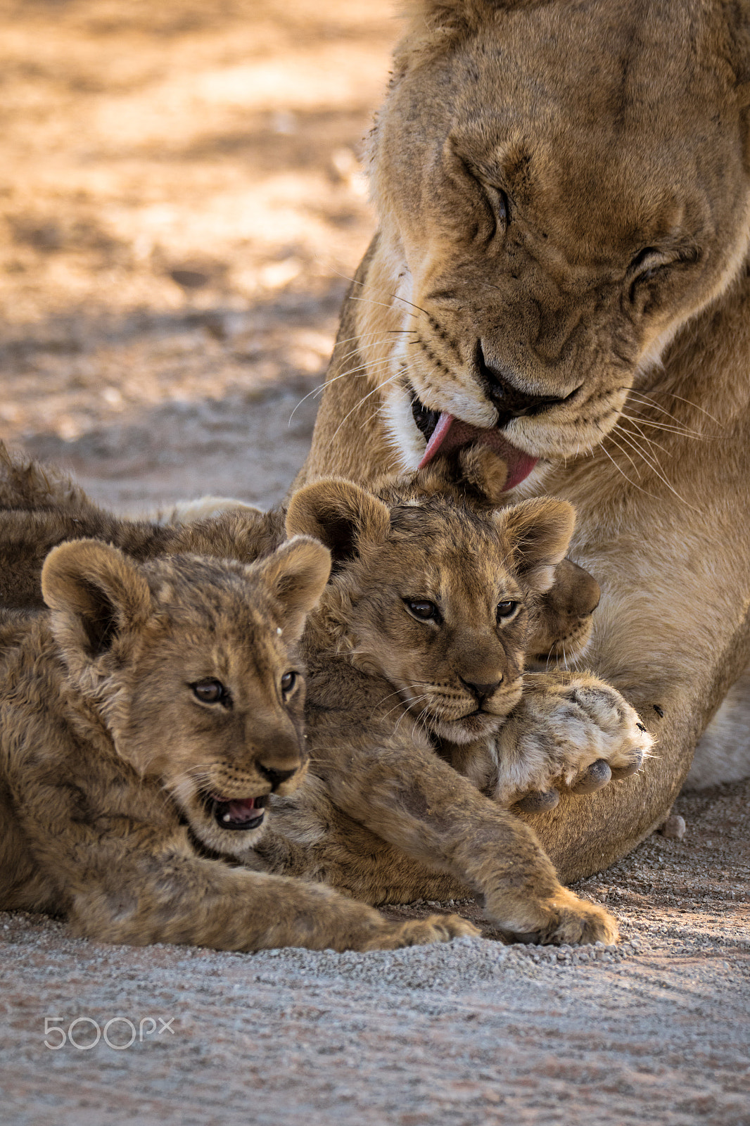 Sigma 150-600mm F5-6.3 DG OS HSM | C sample photo. Grooming day photography