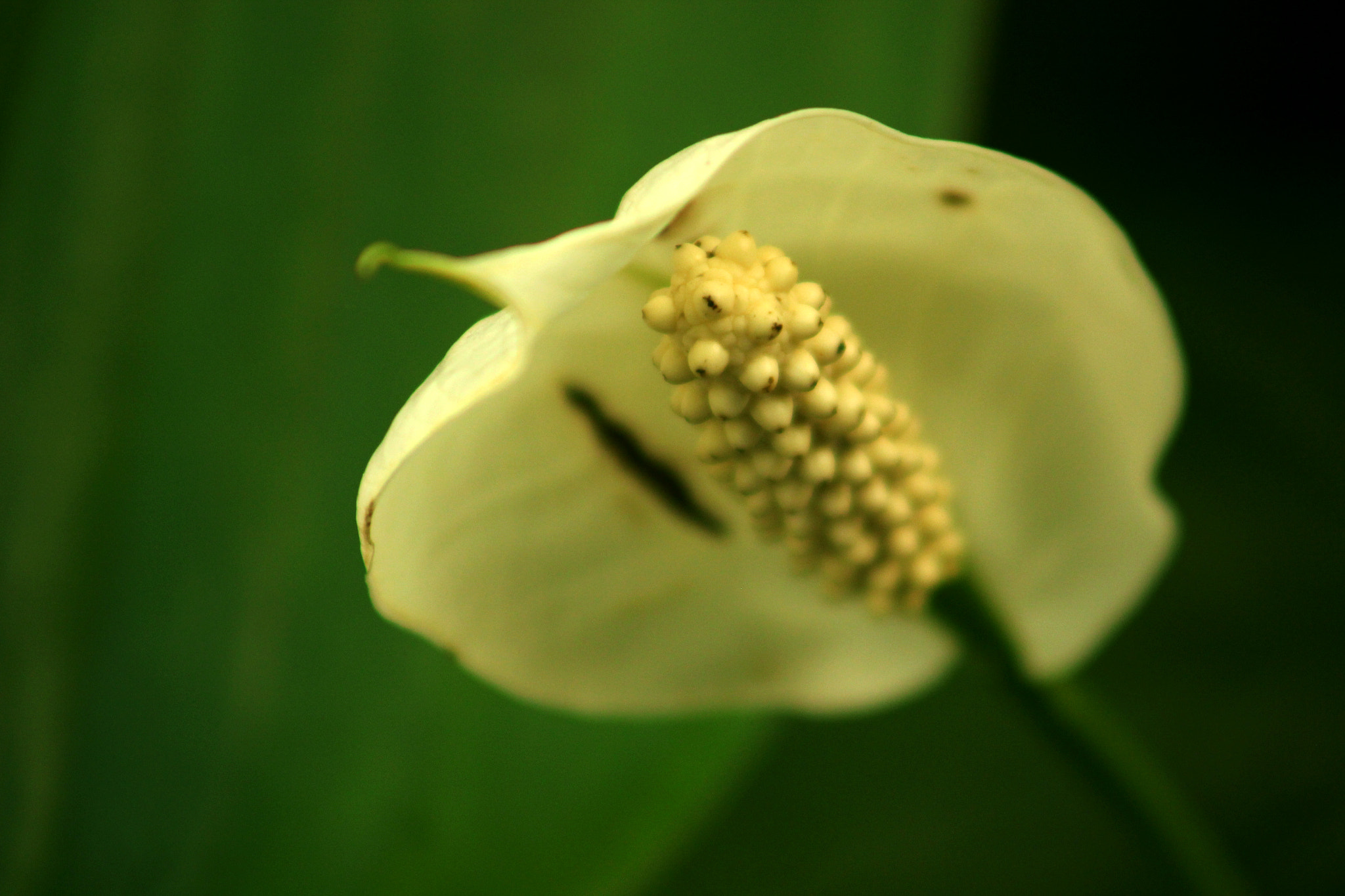 Canon EF 75-300mm f/4-5.6 USM sample photo. Flora photography