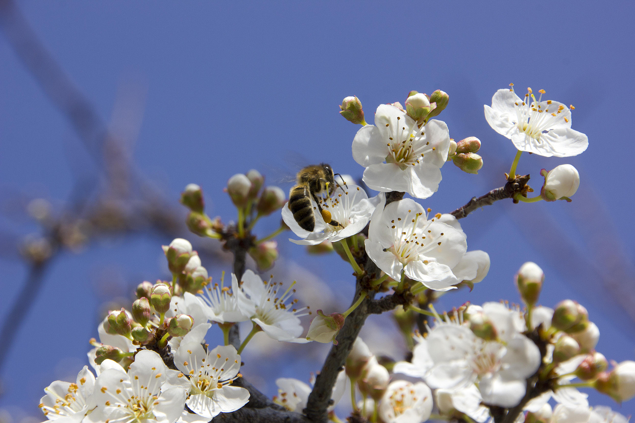 Canon EOS 550D (EOS Rebel T2i / EOS Kiss X4) sample photo. Spring and bee photography
