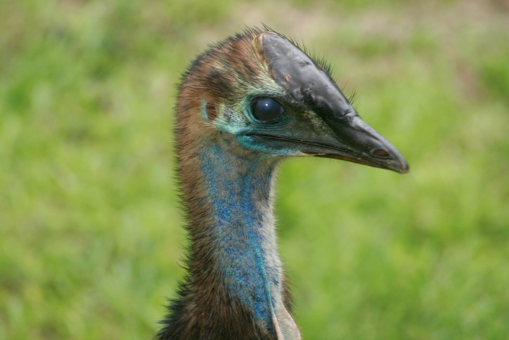 Canon EOS 400D (EOS Digital Rebel XTi / EOS Kiss Digital X) + EF75-300mm f/4-5.6 sample photo. Cassowary 2 photography