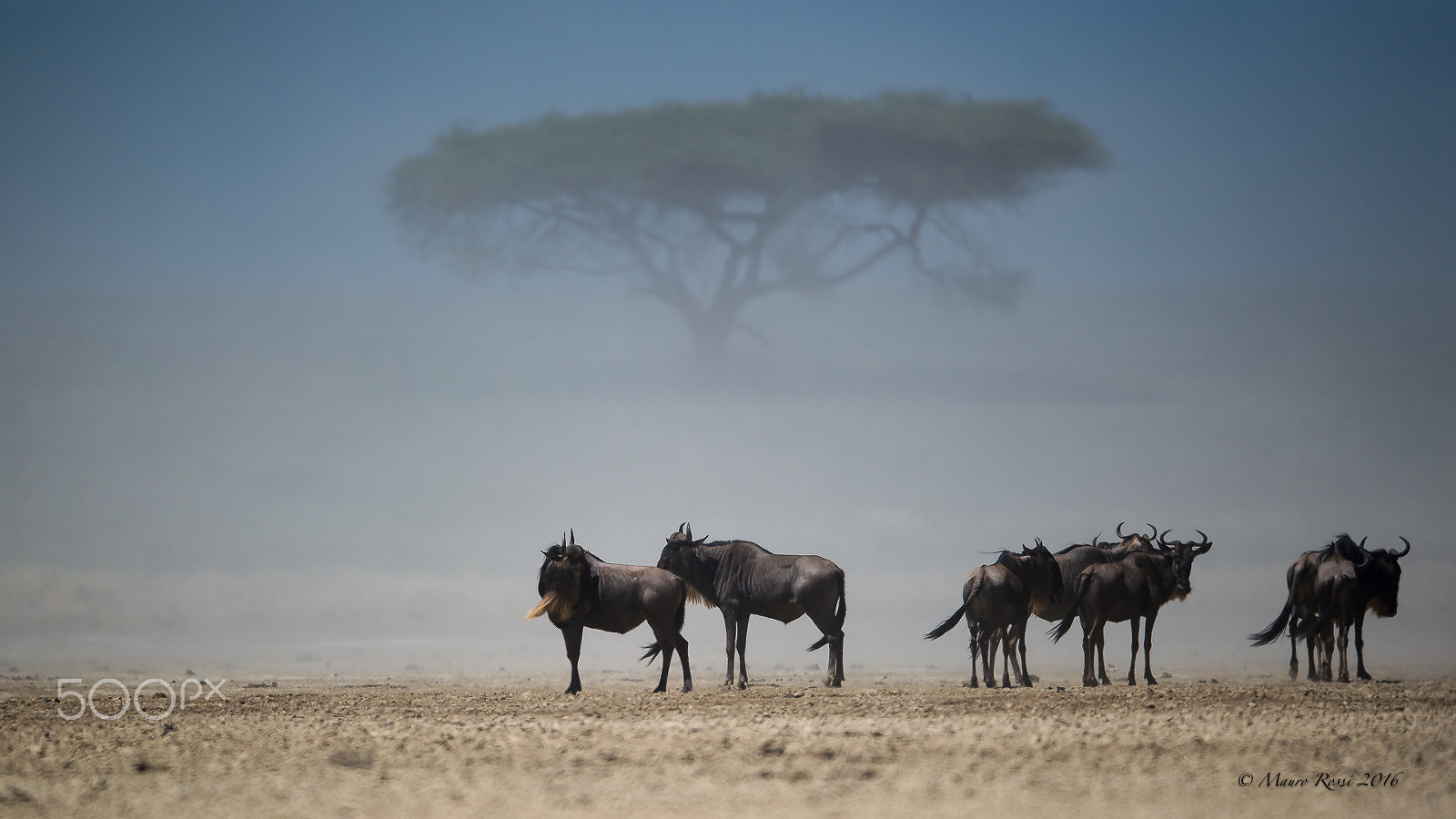 Nikon D4S + Nikon AF-S Nikkor 500mm F4E FL ED VR sample photo. Wildbeest in a sand storm. photography