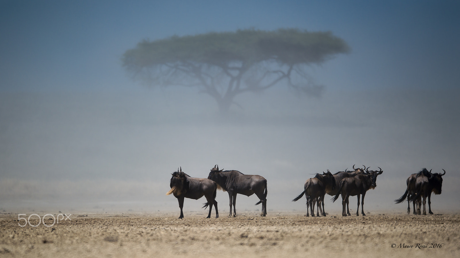 Nikon AF-S Nikkor 500mm F4E FL ED VR sample photo. Wildbeest in a sand storm. photography