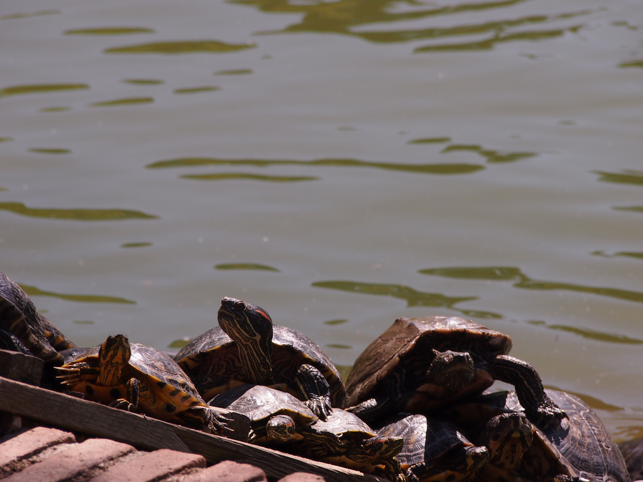 Olympus PEN E-PL3 sample photo. Turtles in the sun photography