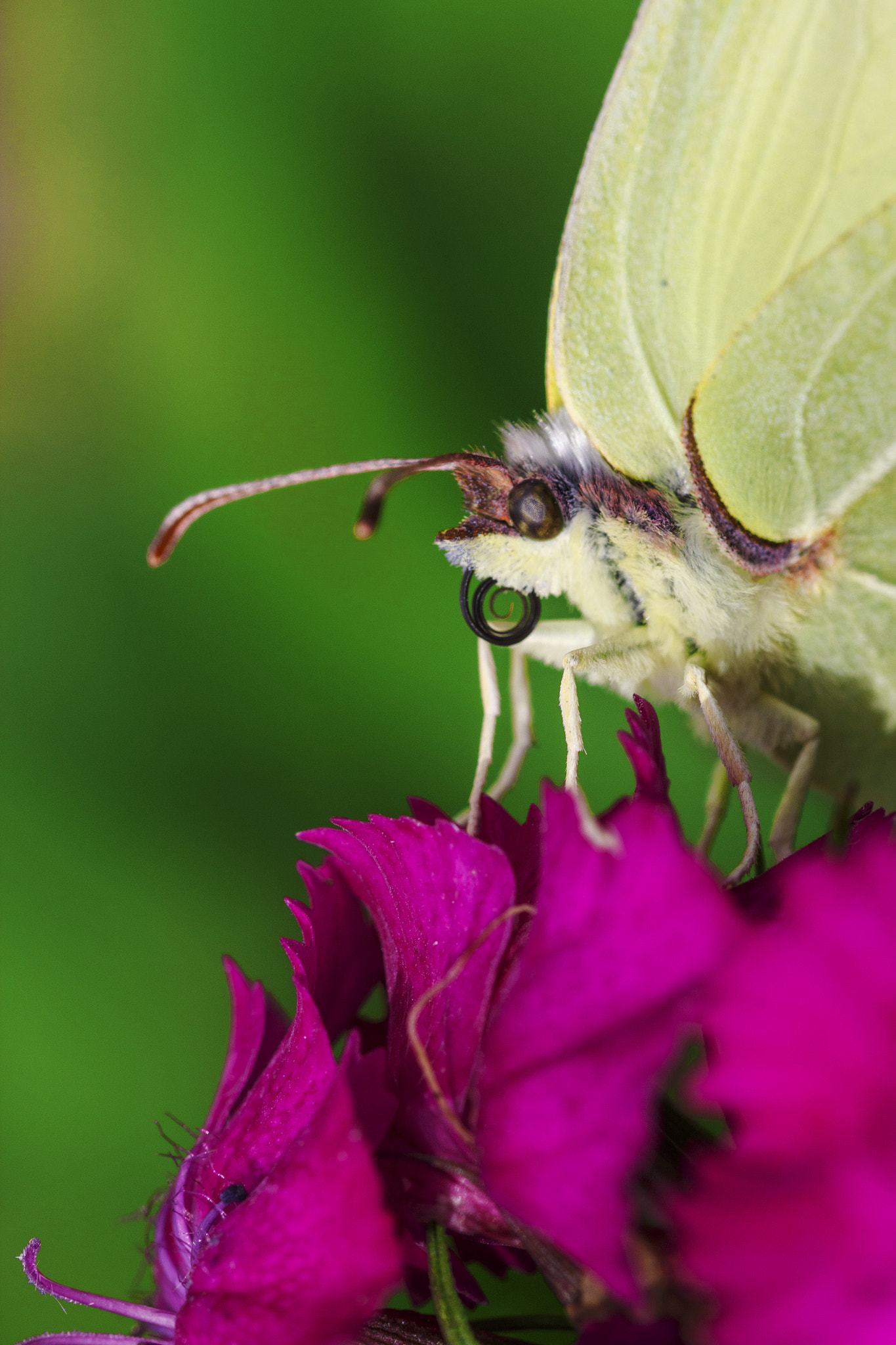 Sigma 105mm F2.8 EX DG OS HSM sample photo. Flower lunch photography