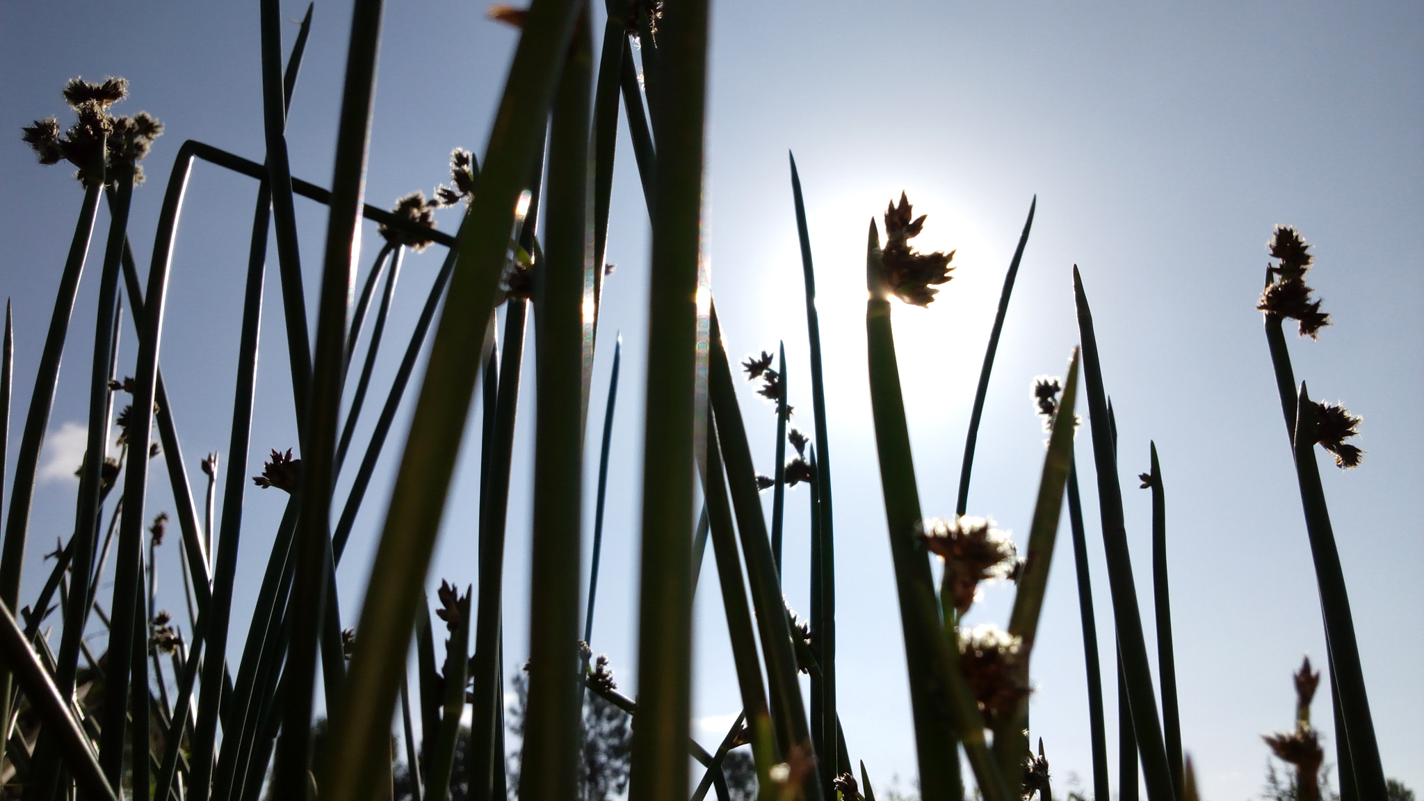 Infinix HOT 4 sample photo. Swamp plants photography