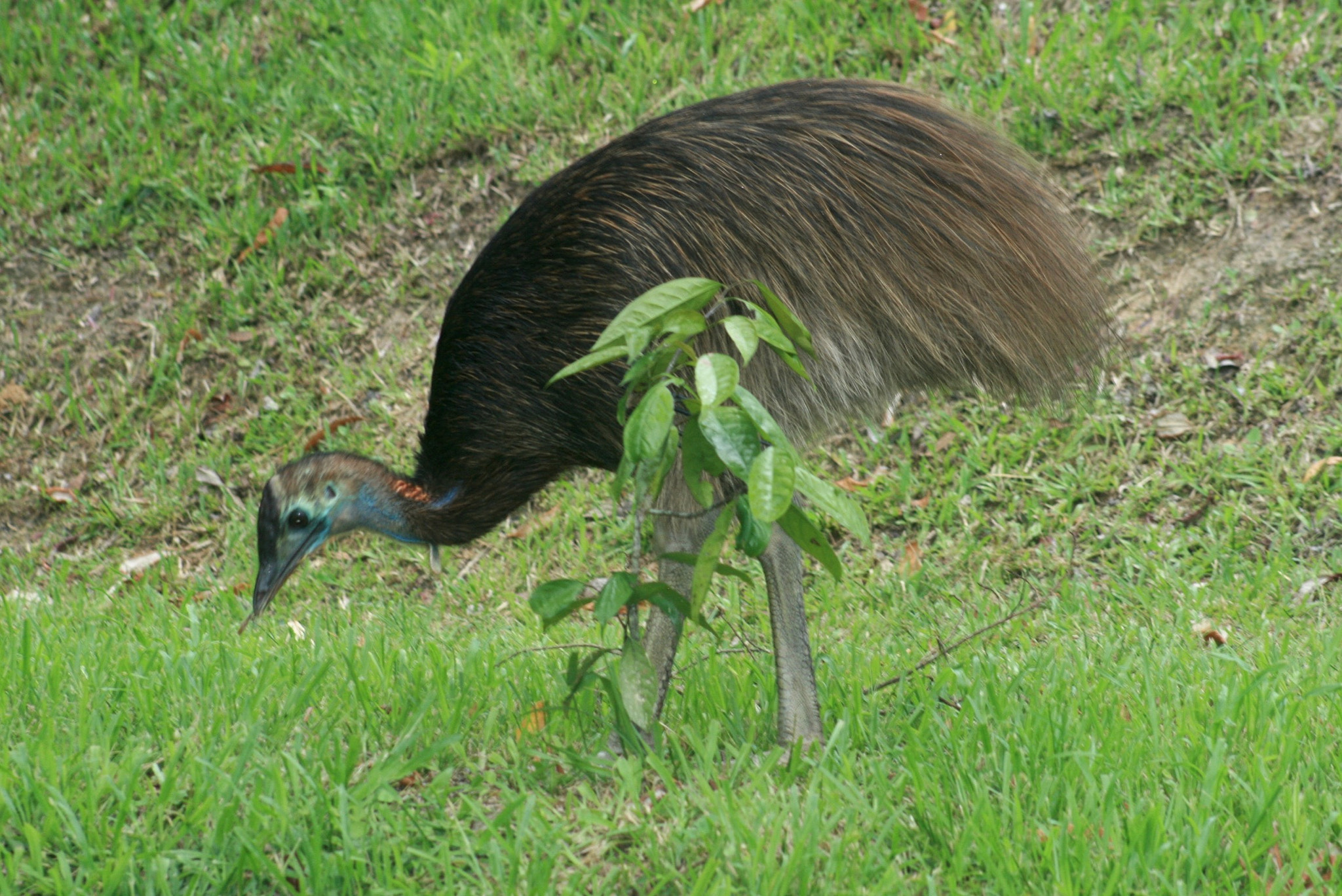 Canon EOS 400D (EOS Digital Rebel XTi / EOS Kiss Digital X) + EF75-300mm f/4-5.6 sample photo. Cassowary photography