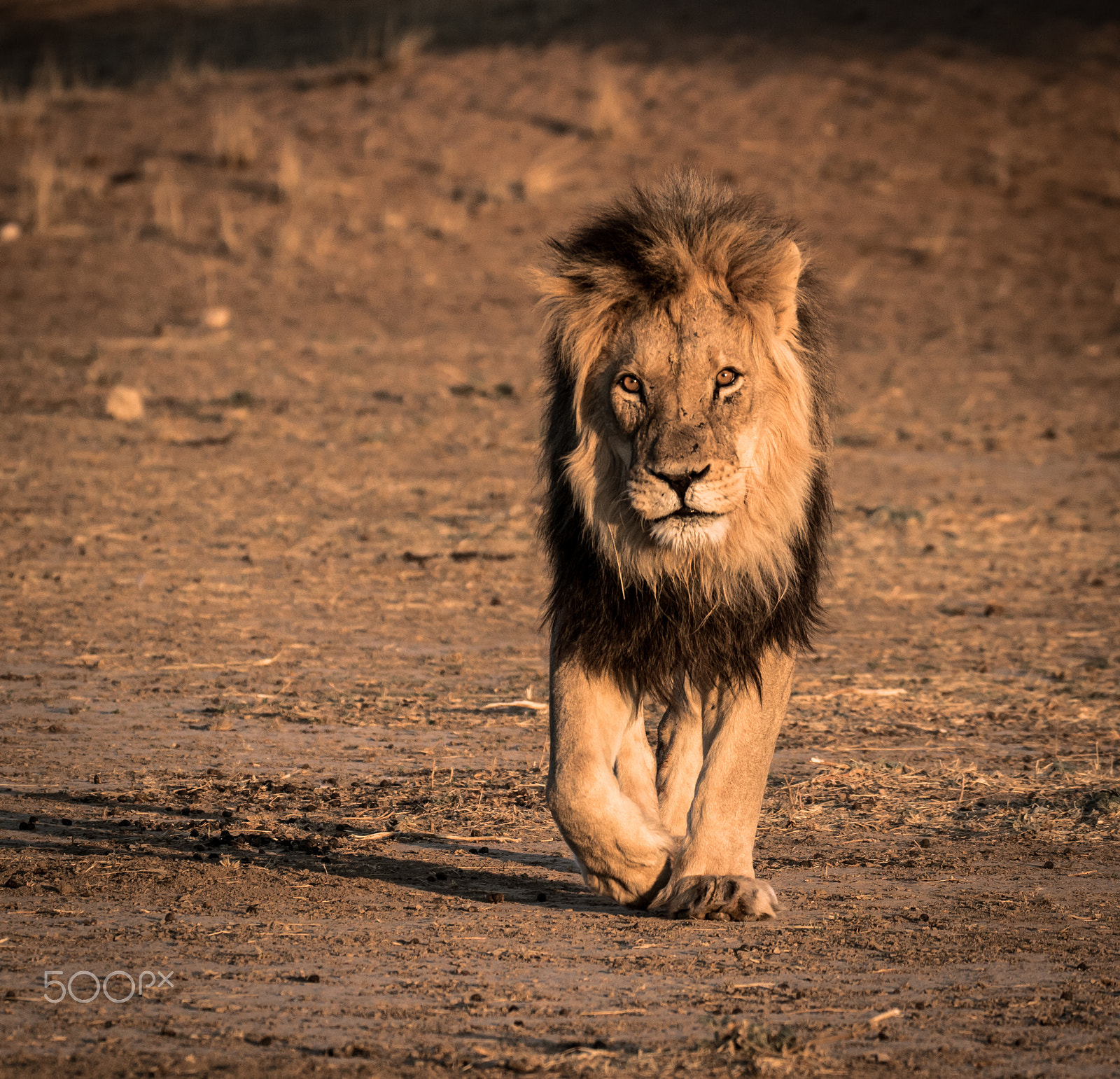 Sigma 150-600mm F5-6.3 DG OS HSM | C sample photo. Morning patrol photography