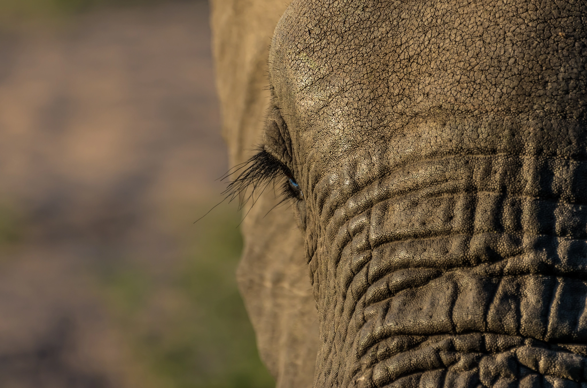 Pentax K-5 II sample photo. Elephant closeup photography