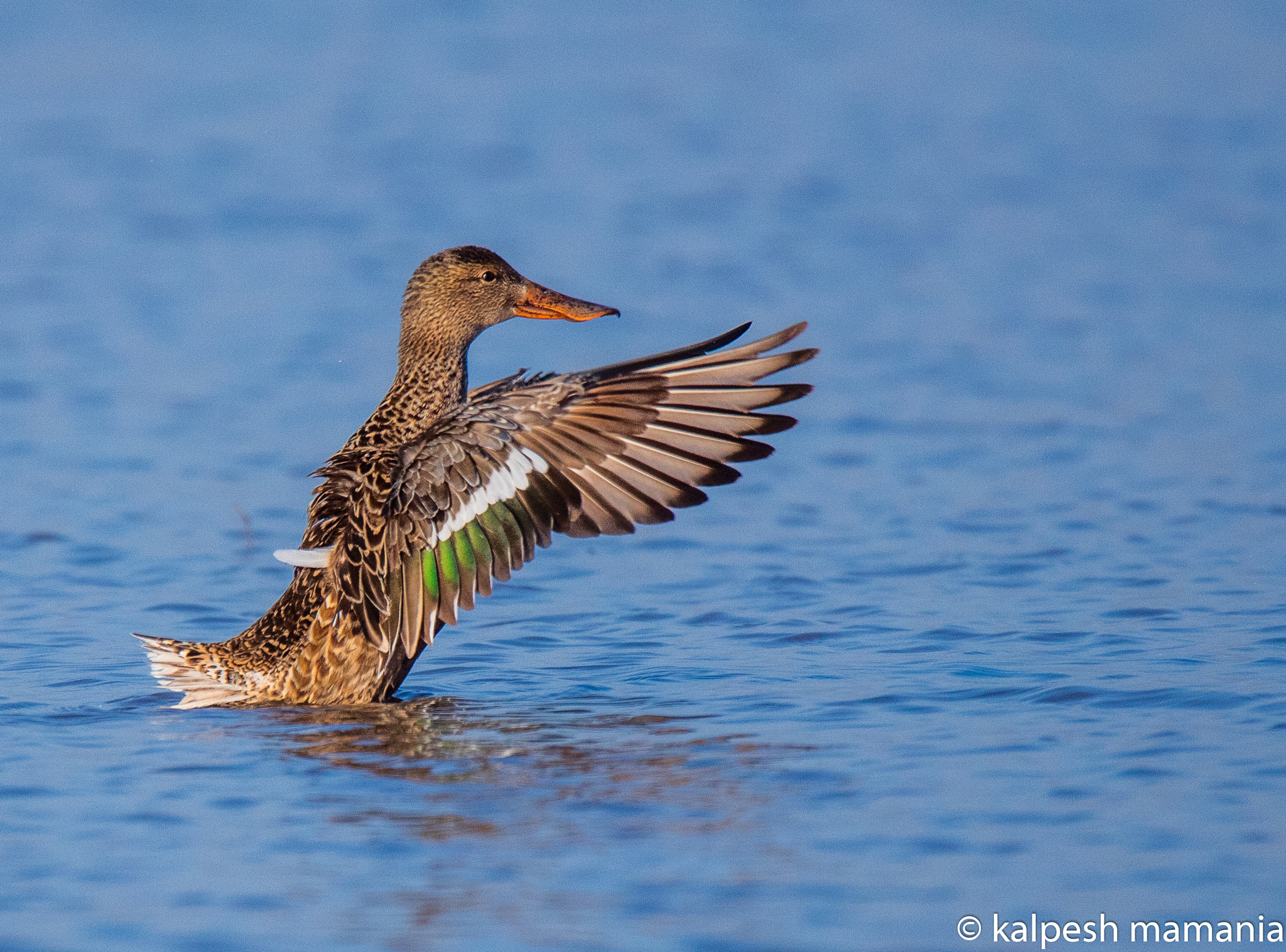 Canon EOS 5DS R + Tamron SP 150-600mm F5-6.3 Di VC USD sample photo. Northern shoveler.  photography