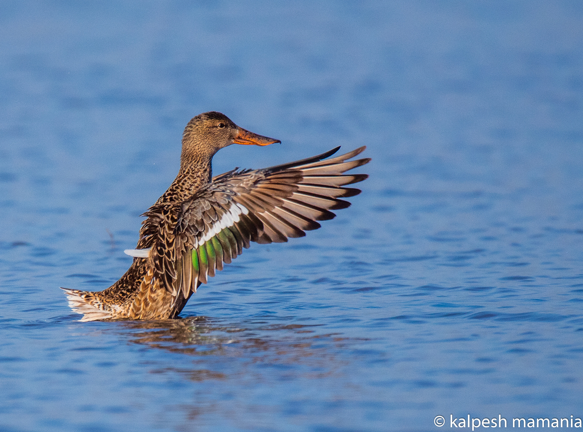 Tamron SP 150-600mm F5-6.3 Di VC USD sample photo. Northern shoveler.  photography