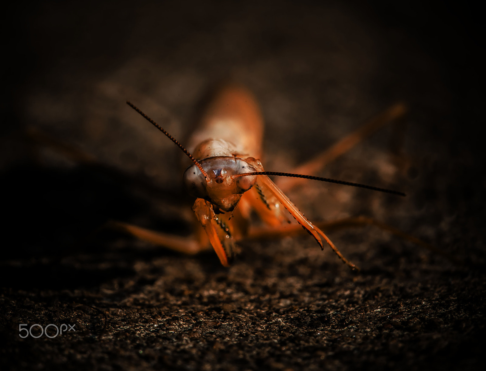 Sigma APO Macro 150mm f/2.8 EX DG HSM sample photo. Mantis magic photography