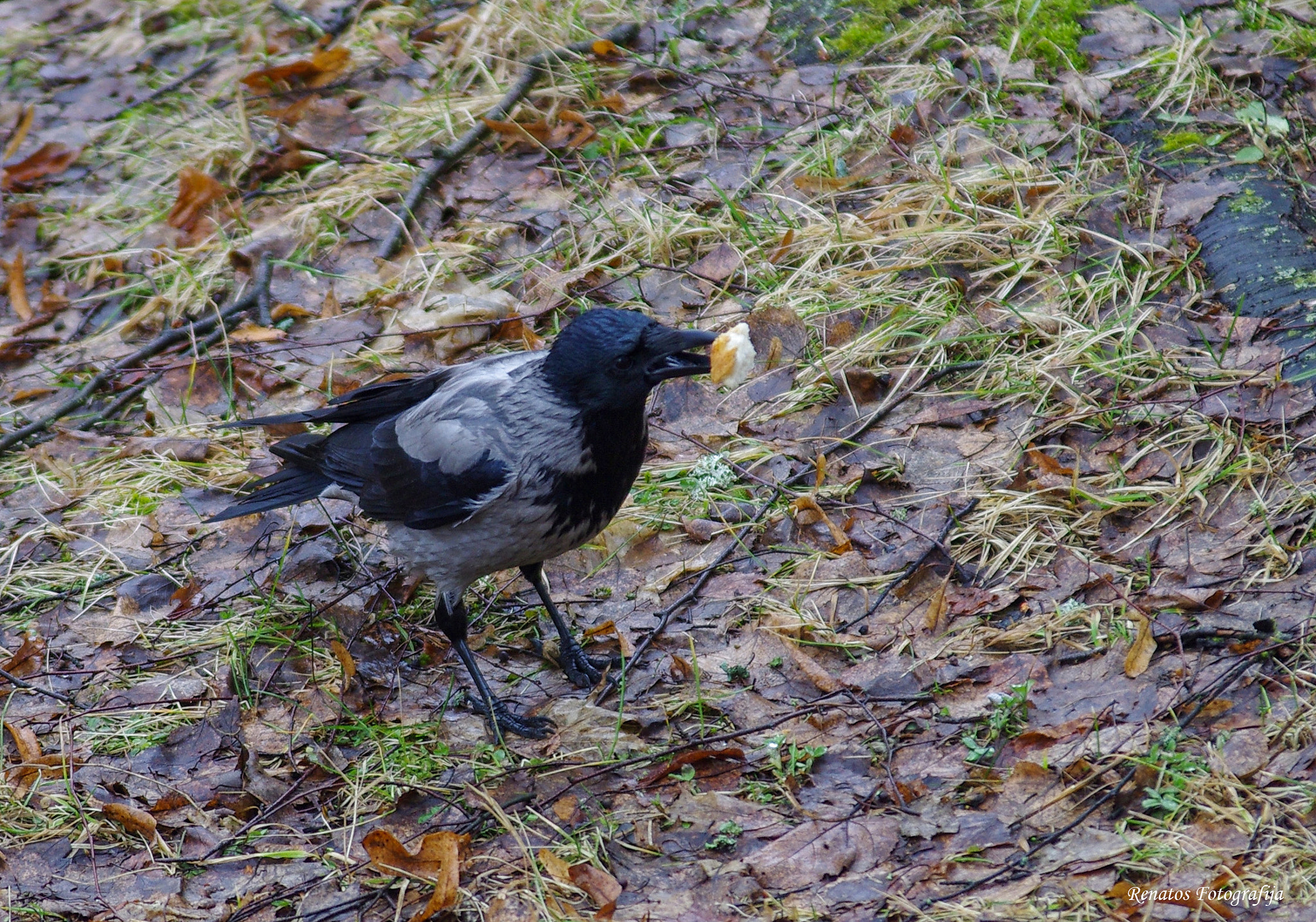 Pentax K-5 sample photo. Crow photography