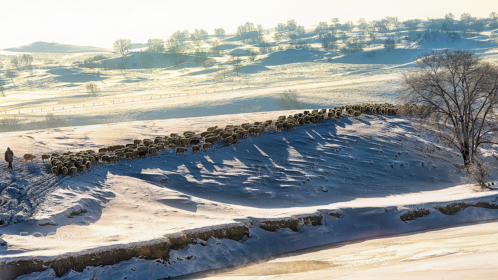 Nikon AF-S Nikkor 70-200mm F2.8G ED VR II sample photo. Morning sheep photography