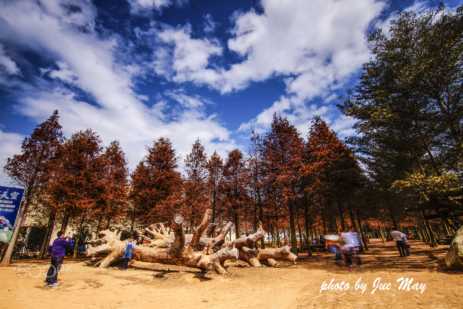 Sony SLT-A77 + 20mm F2.8 sample photo. 落羽松林 photography