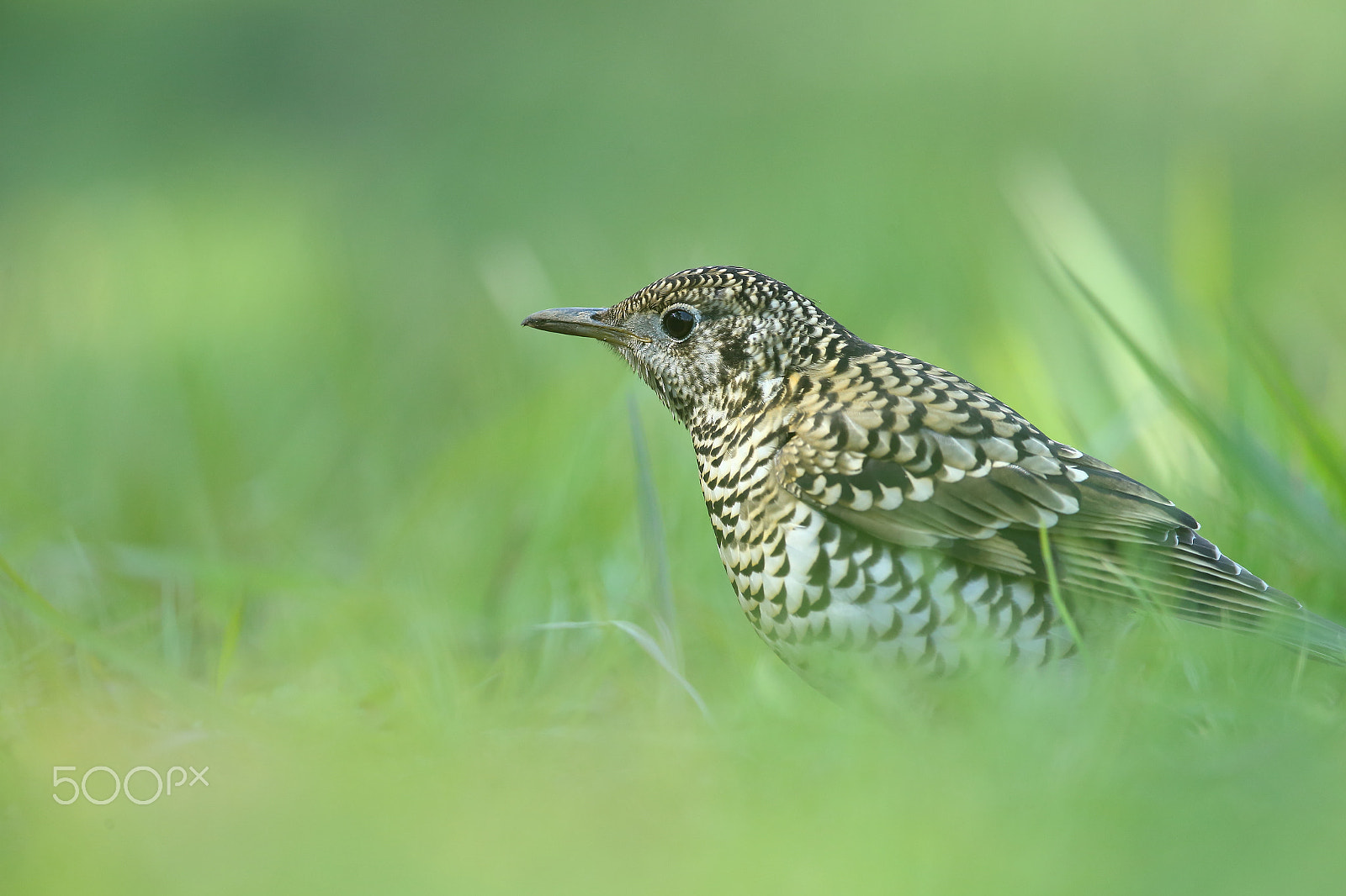 Canon EOS-1D X + Canon EF 400mm F2.8L IS II USM sample photo. 虎斑地鸫 photography