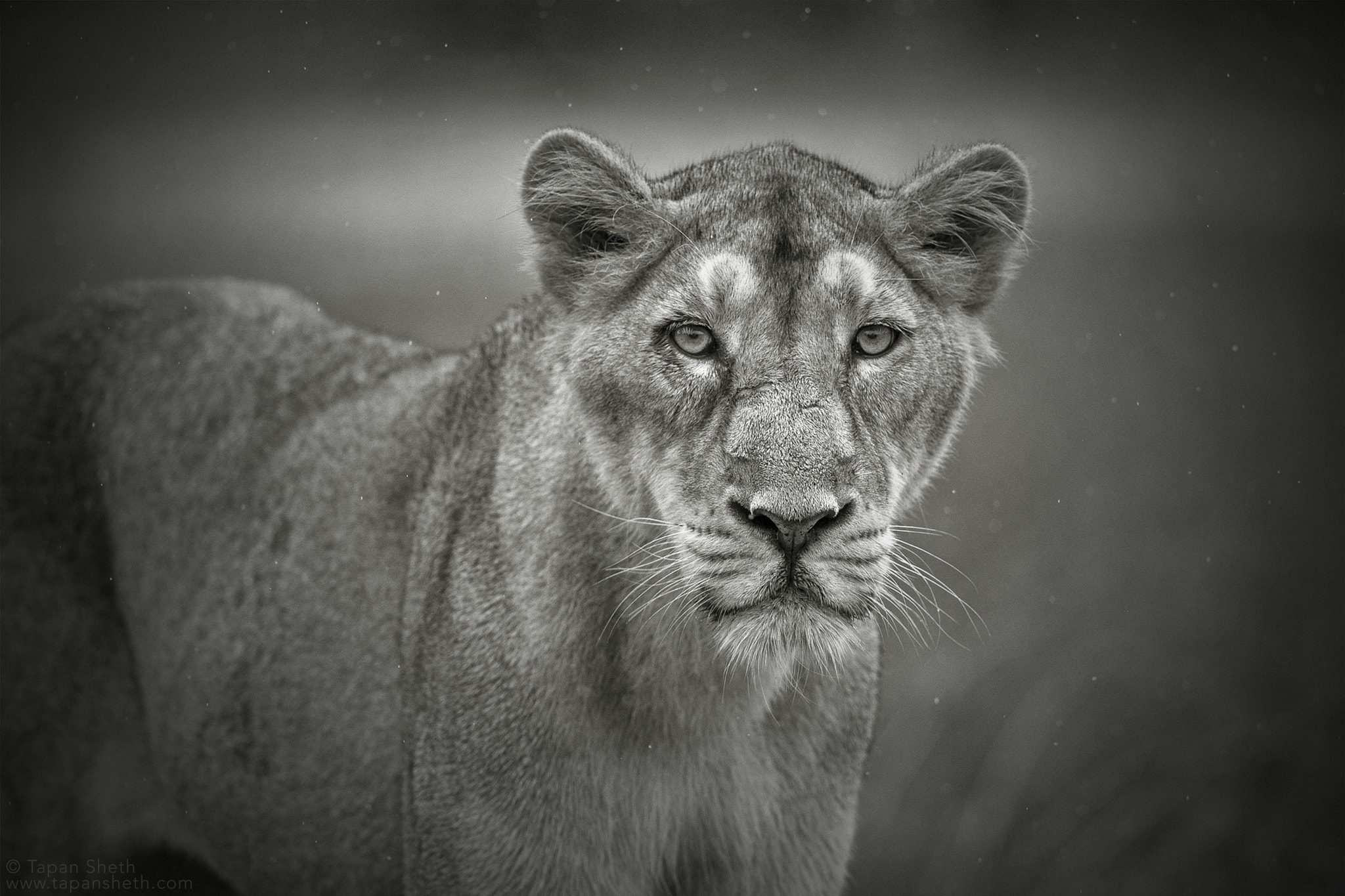 Canon EF 500mm F4L IS II USM sample photo. That stare... photography