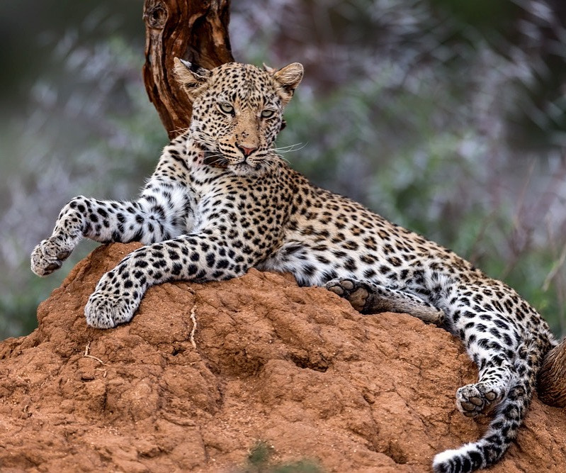 Nikon AF-S Nikkor 600mm F4E FL ED VR sample photo
