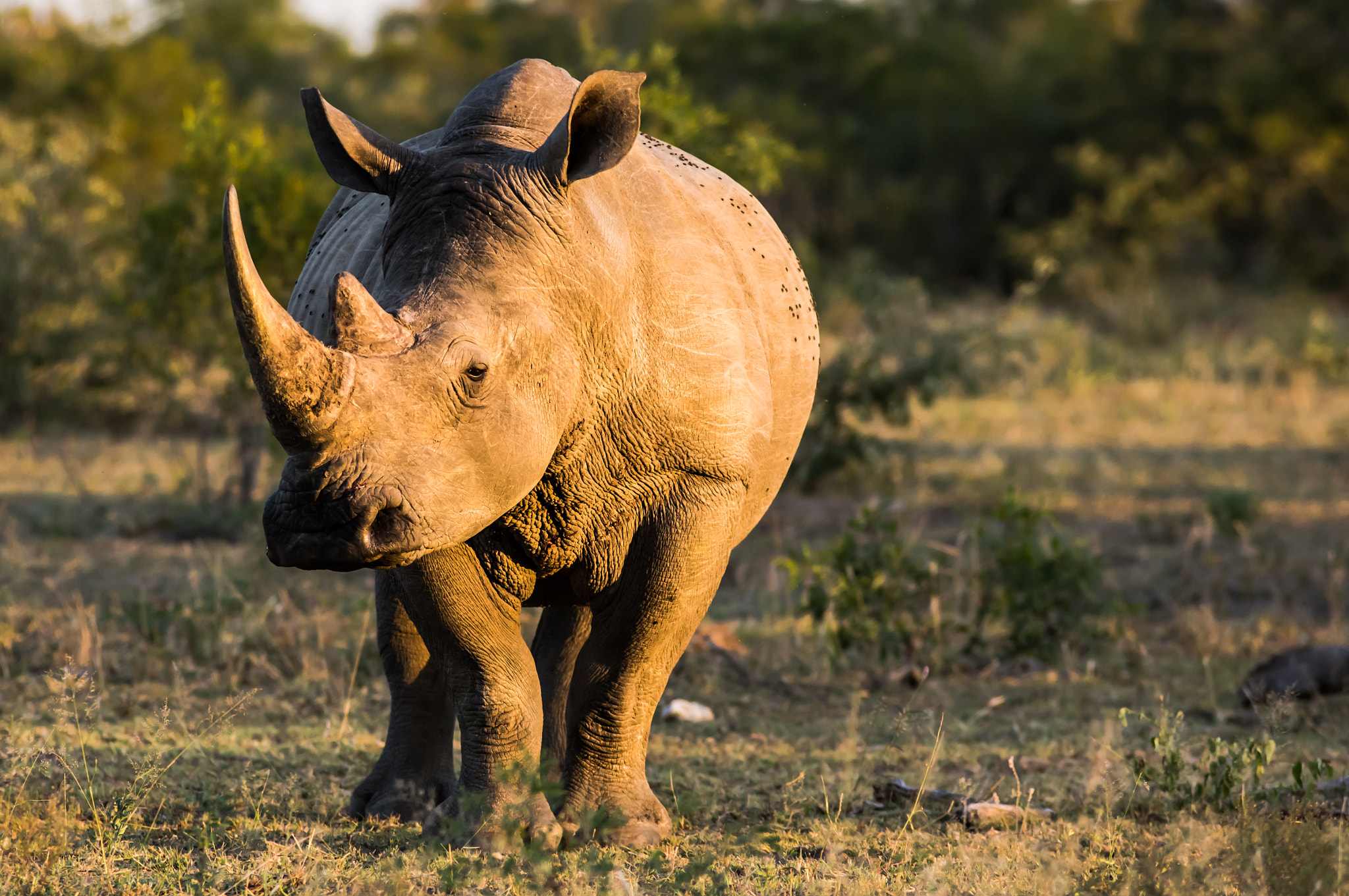 Pentax K-3 sample photo. Rhino at sundown photography