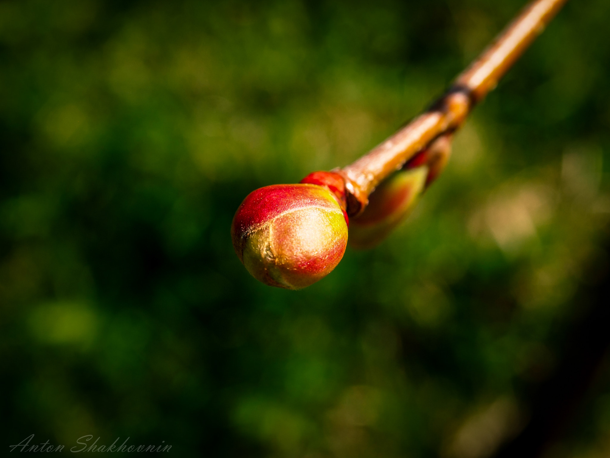 Olympus PEN E-PL1 sample photo. Bud of lilac photography