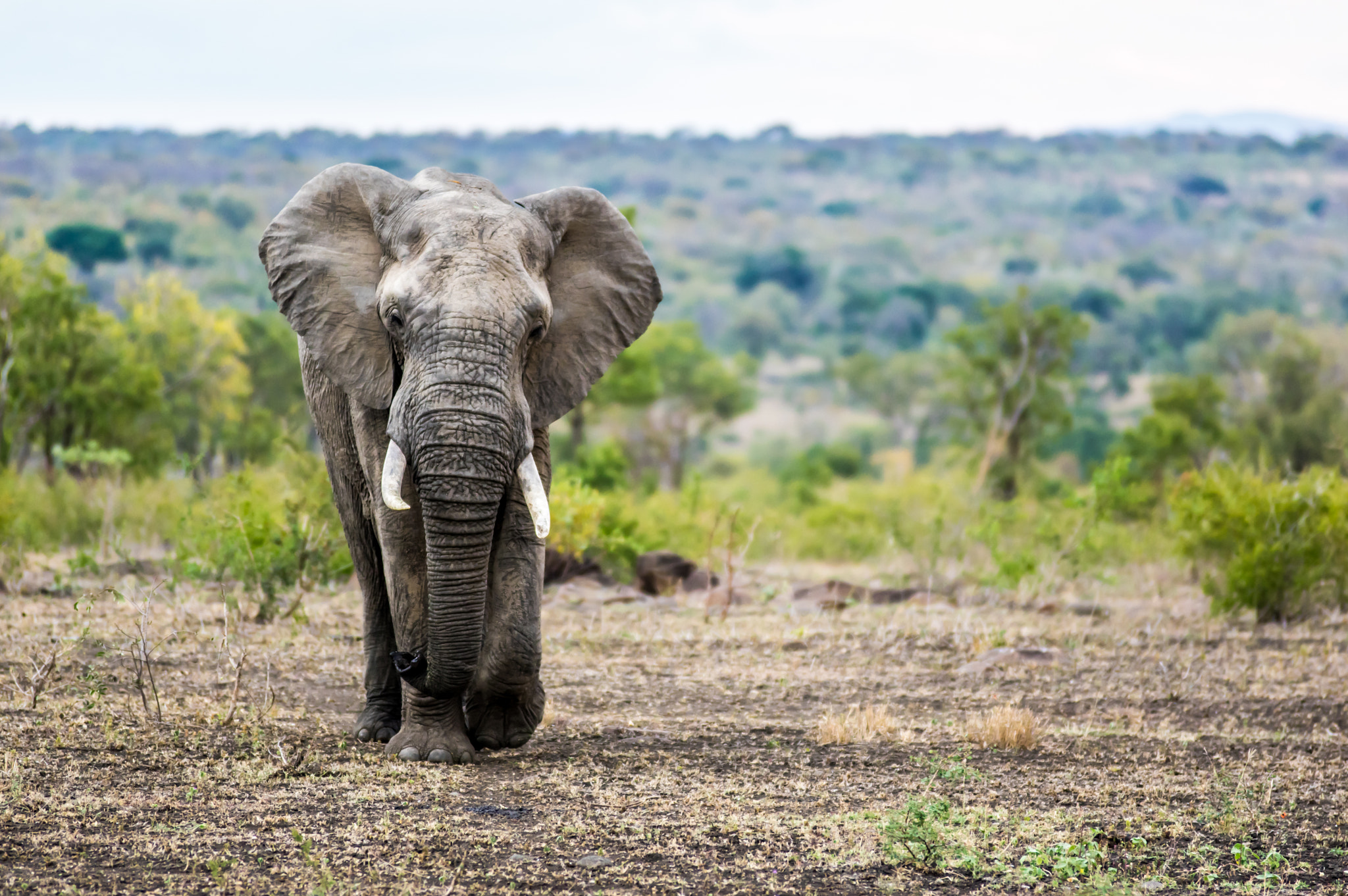 Tamron SP AF 70-200mm F2.8 Di LD (IF) MACRO sample photo. Elephant incoming photography