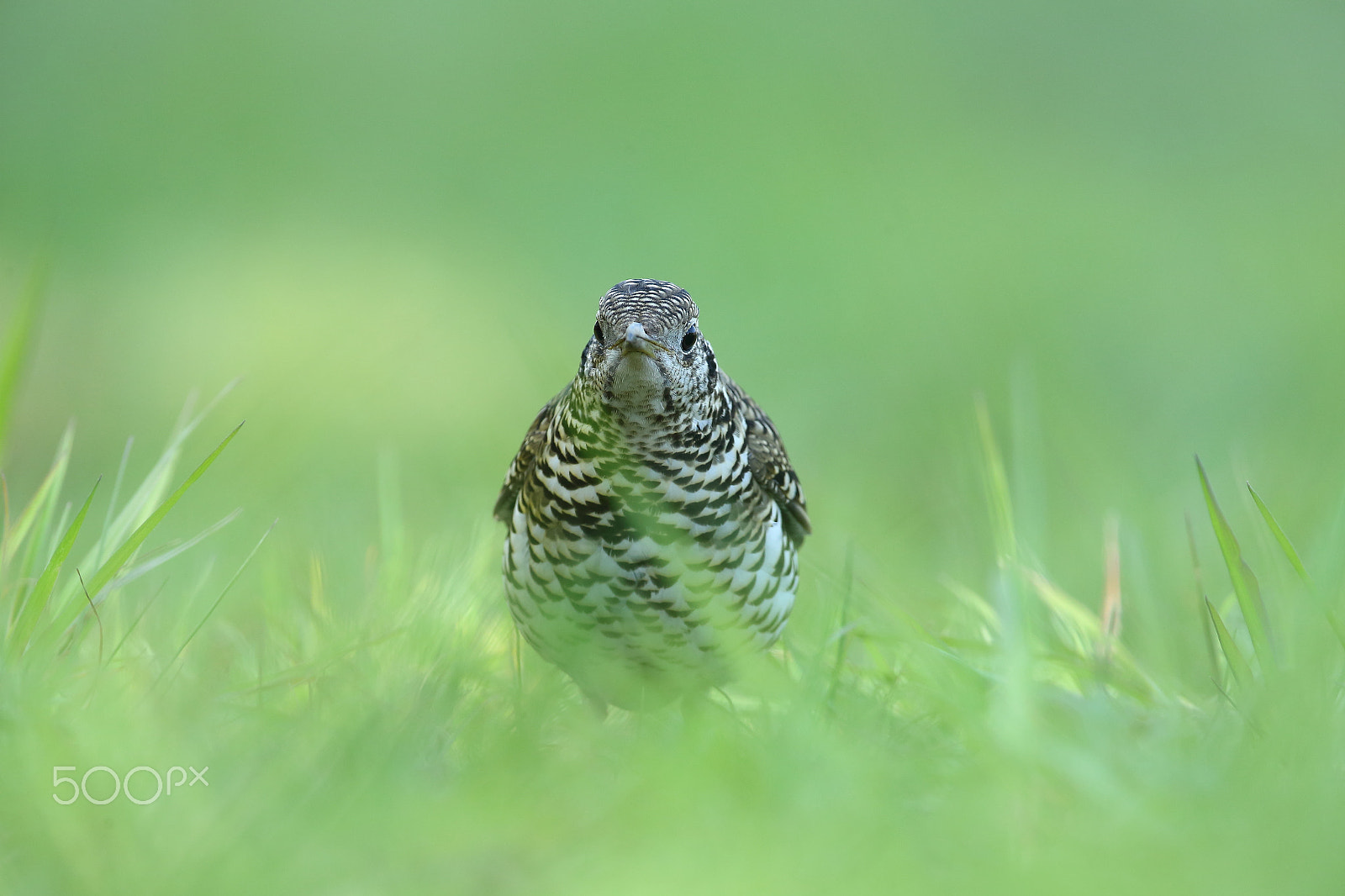 Canon EOS-1D X + Canon EF 400mm F2.8L IS II USM sample photo. 虎斑地鸫 photography