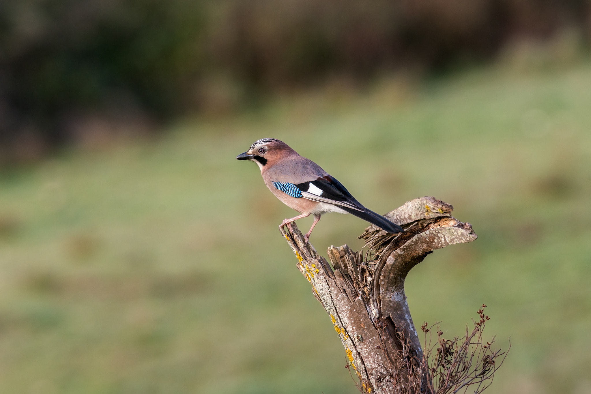 Sony 300mm F2.8 G SSM II sample photo. Garrulus glandarius photography