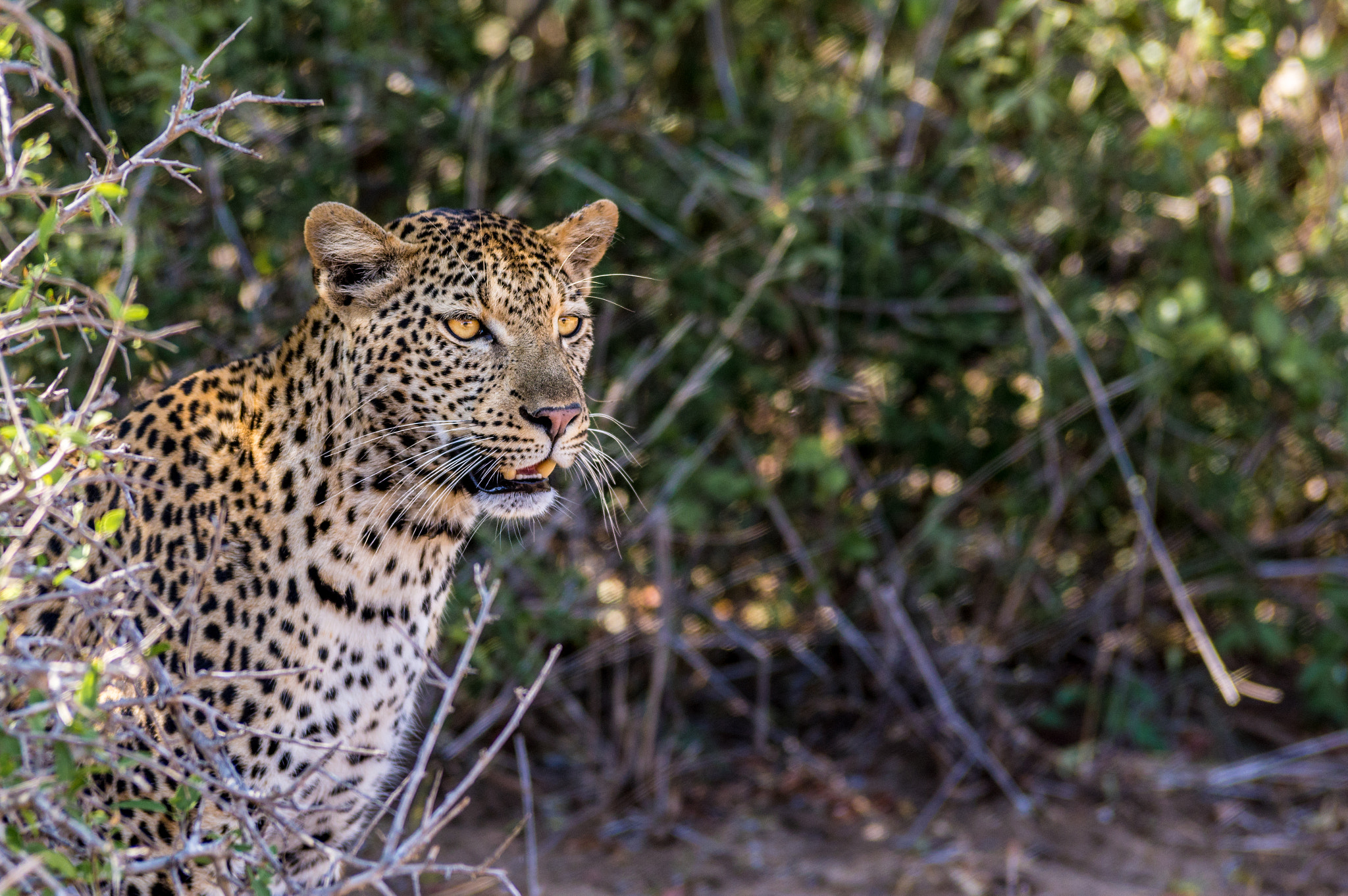 Pentax K-3 sample photo. Leopard photography