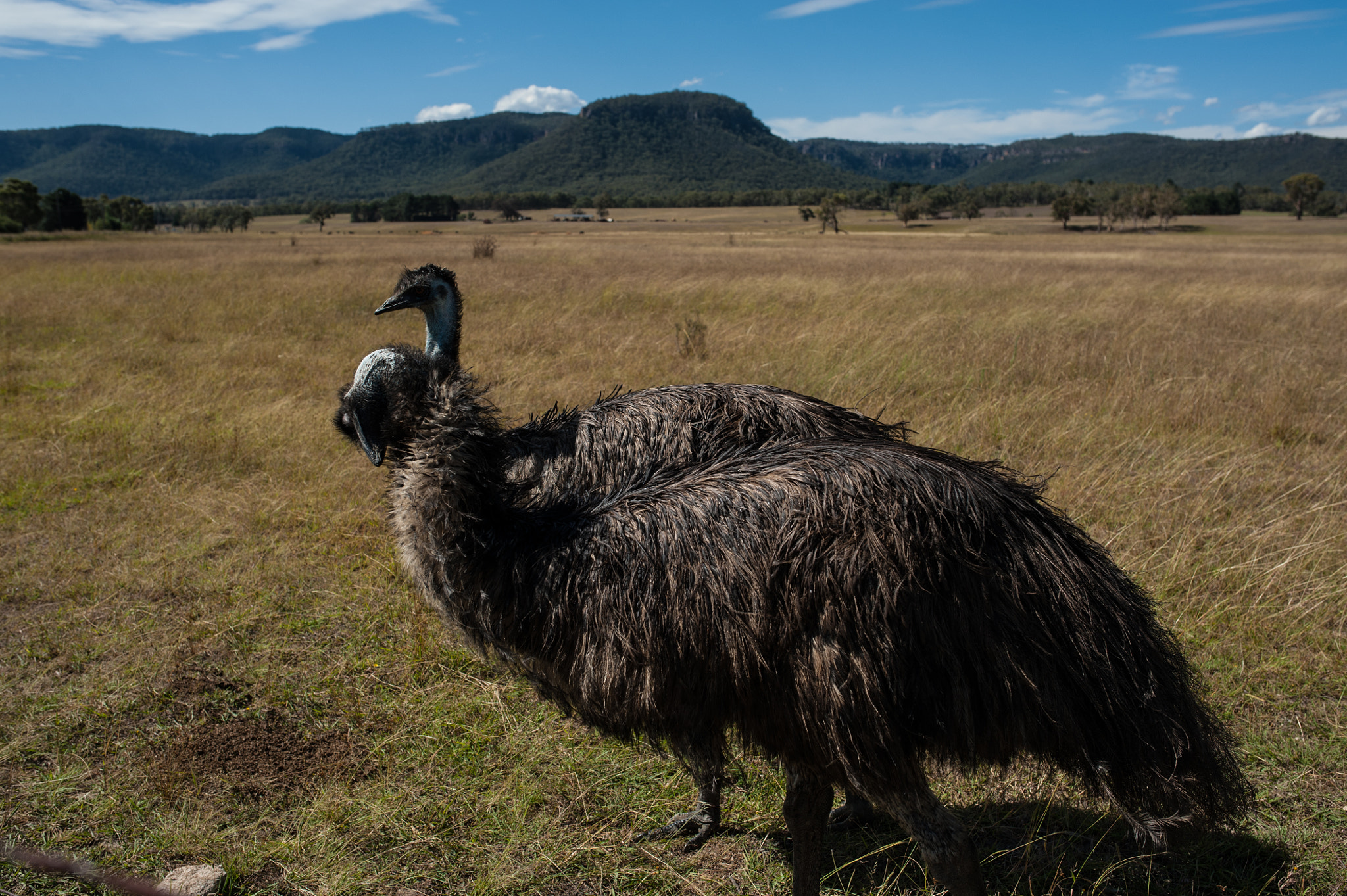 Nikon D700 + Sigma 35mm F1.4 DG HSM Art sample photo. Emu x photography