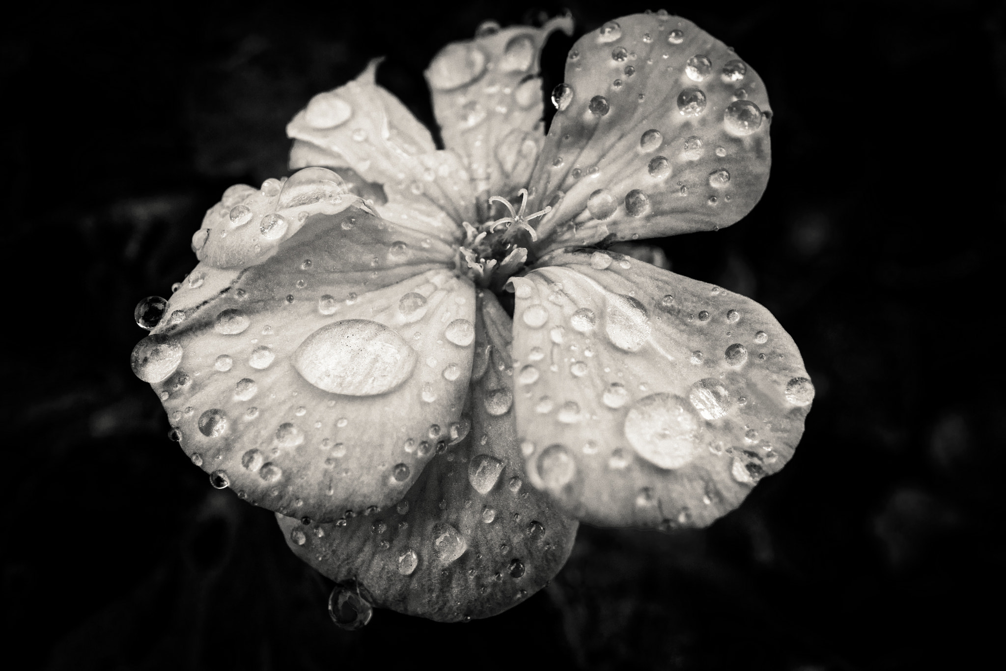 Canon EOS M3 + Canon EF-M 28mm F3.5 Macro IS STM sample photo. During the rain photography