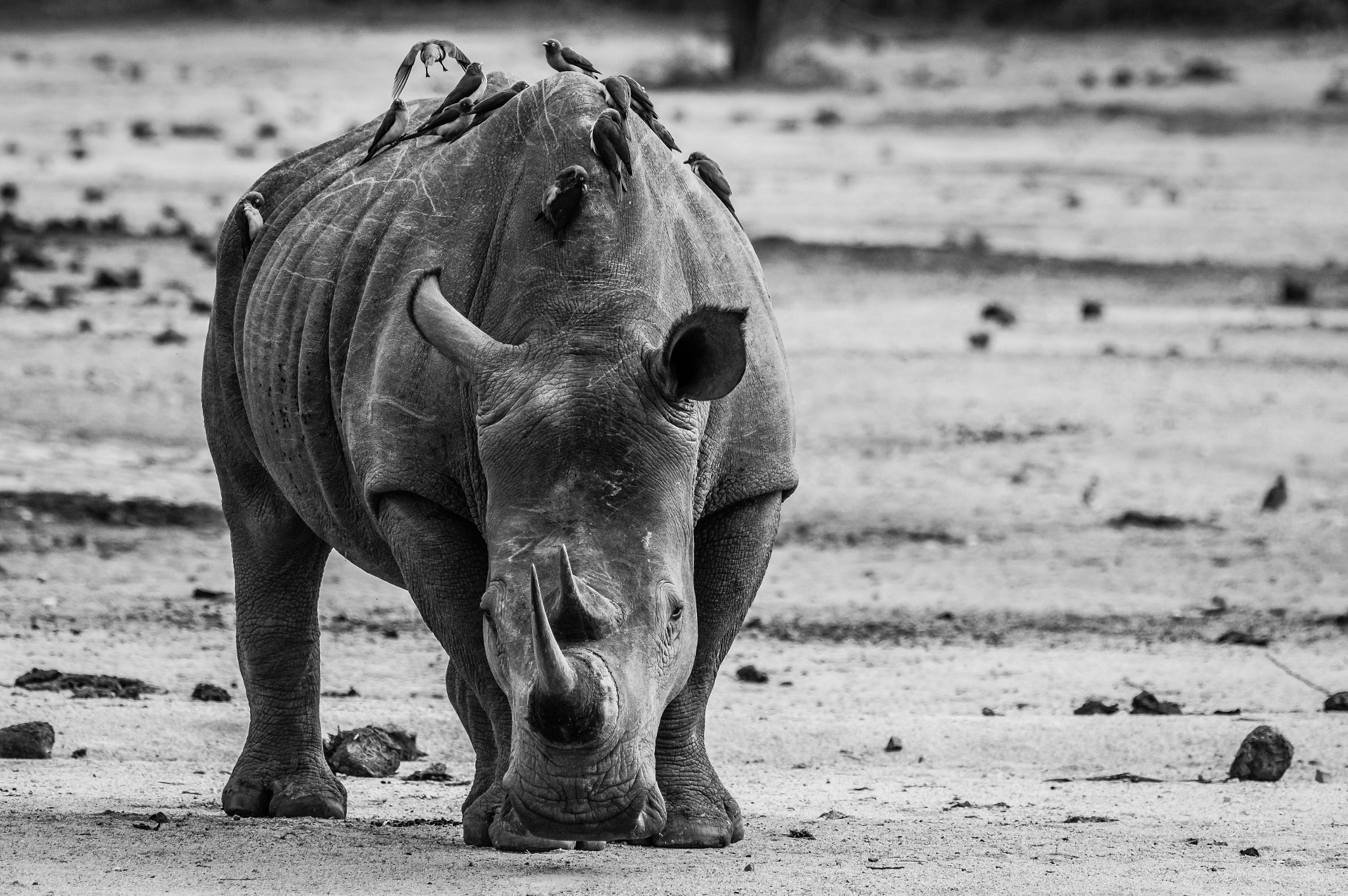 Pentax D FA 150-450mm F4.5-5.6 ED DC AW sample photo. Grim rhino with oxpeckers photography