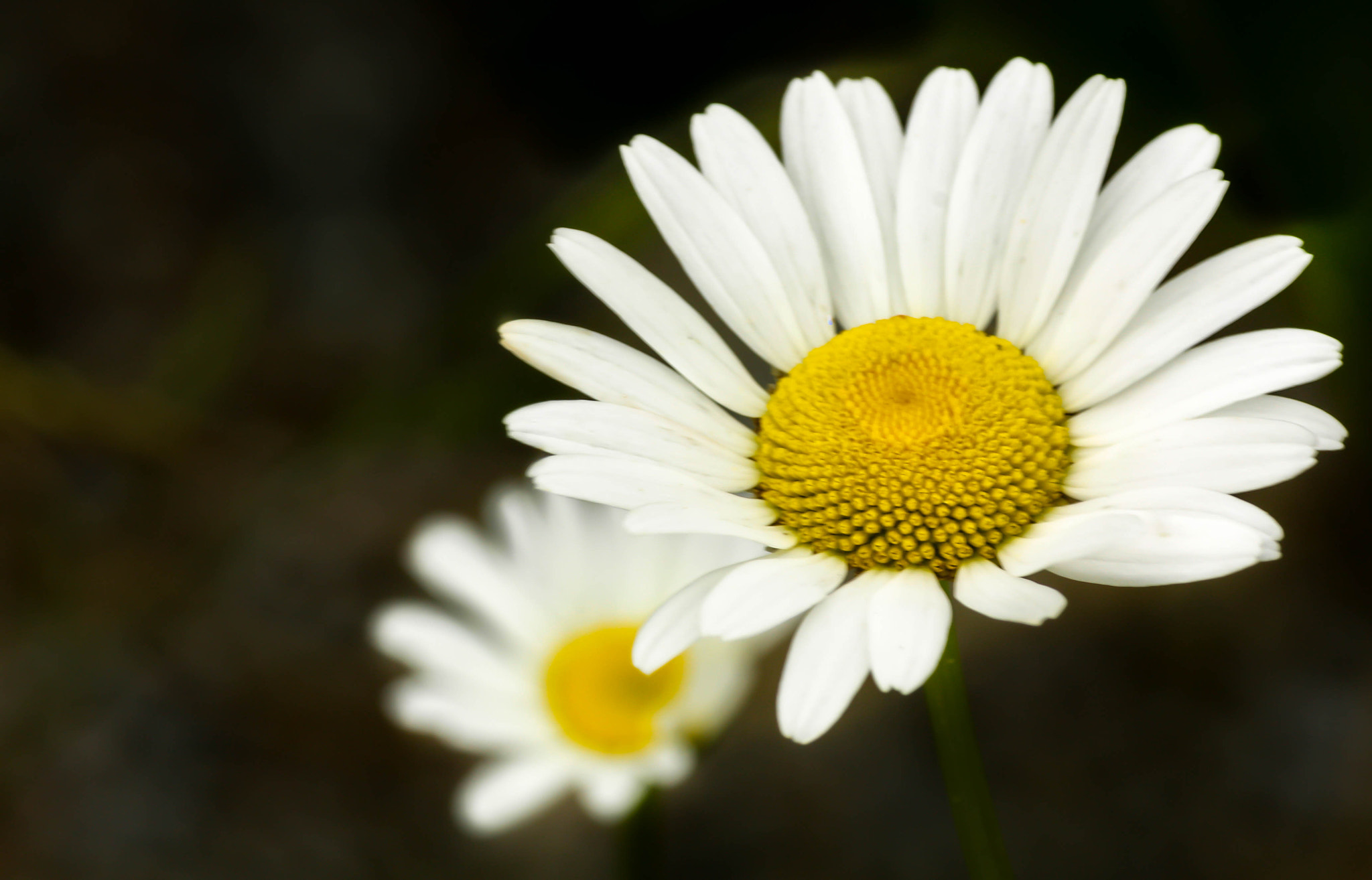 Canon EOS 450D (EOS Rebel XSi / EOS Kiss X2) sample photo. Spring daisy photography
