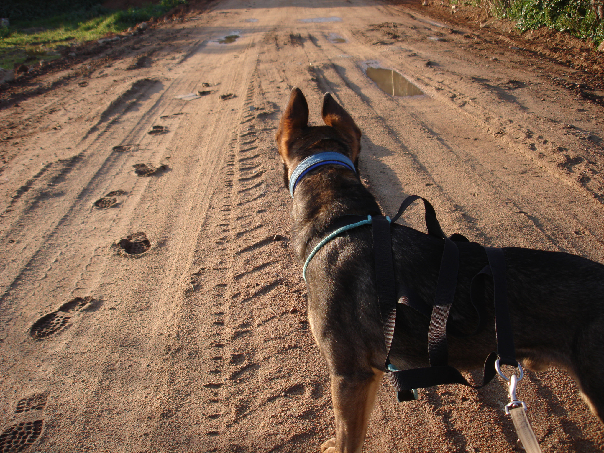 Sony DSC-W100 sample photo. Wimpy the dog photography