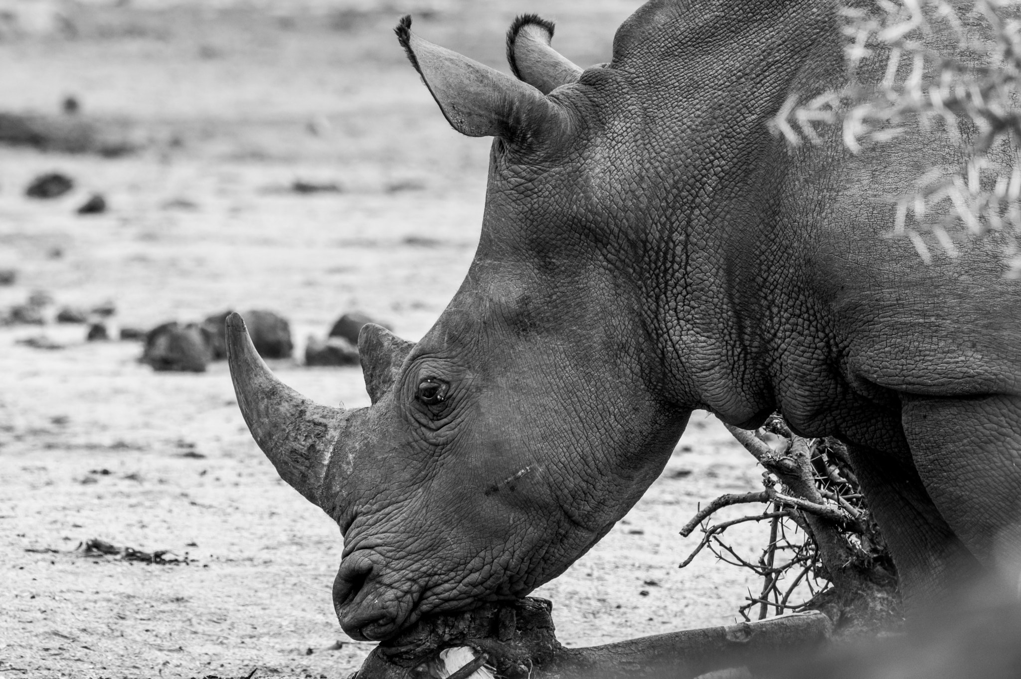 Pentax K-3 sample photo. Rhino resting photography