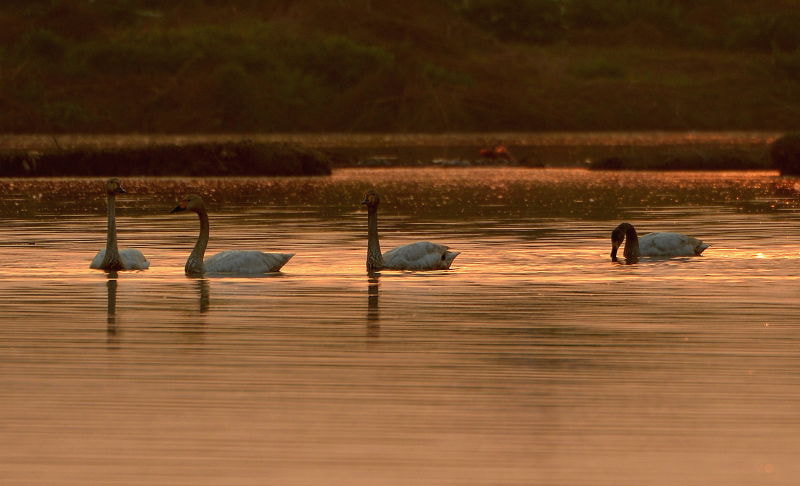 Nikon D4 sample photo. Grus japonensis photography