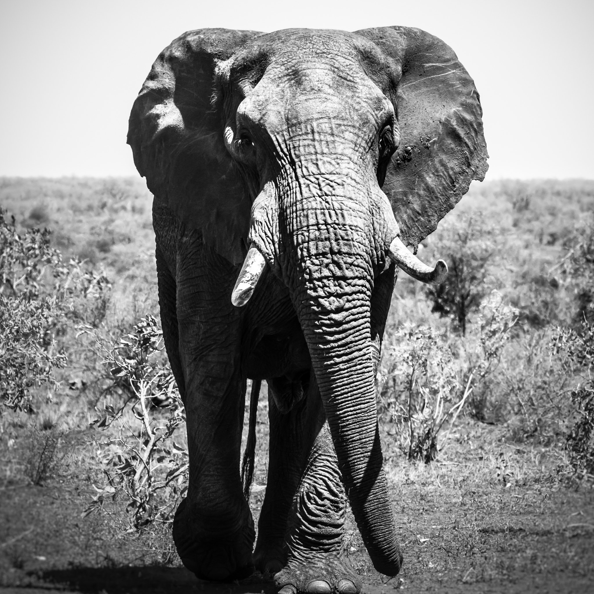 Pentax K-3 sample photo. Elephant incoming photography