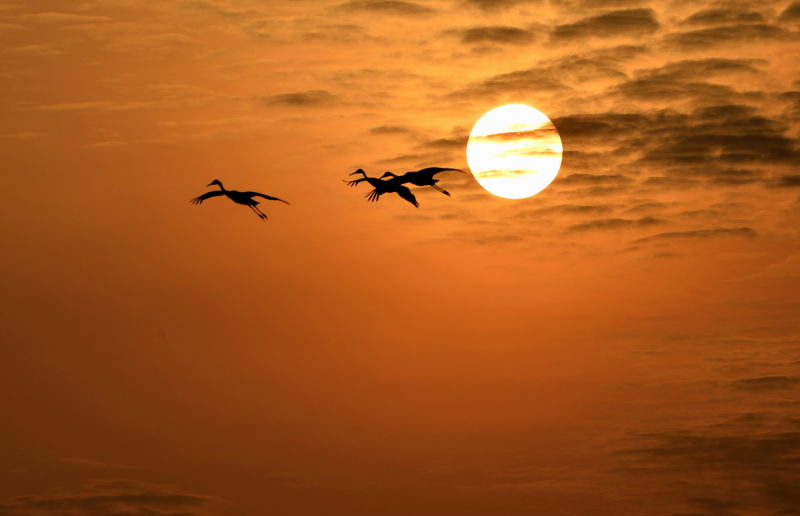 Nikon D4 sample photo. Grus japonensis photography