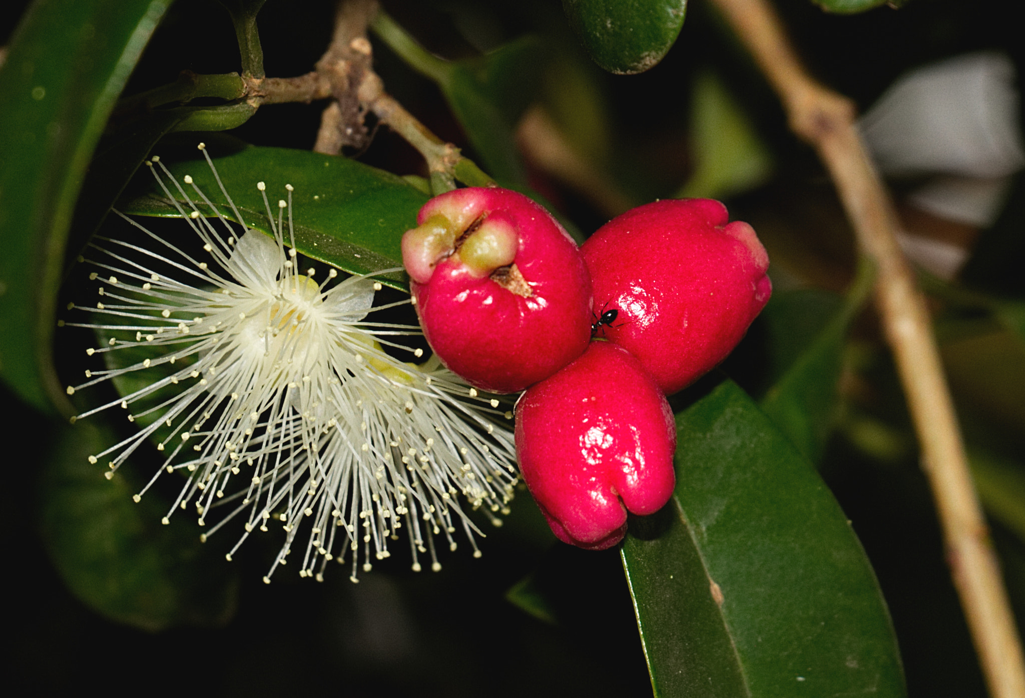 18.0 - 135.0 mm sample photo. Fruit flower ant photography